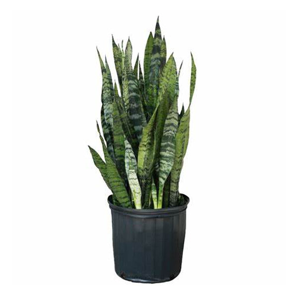 Sansevière Zeylanica 10"