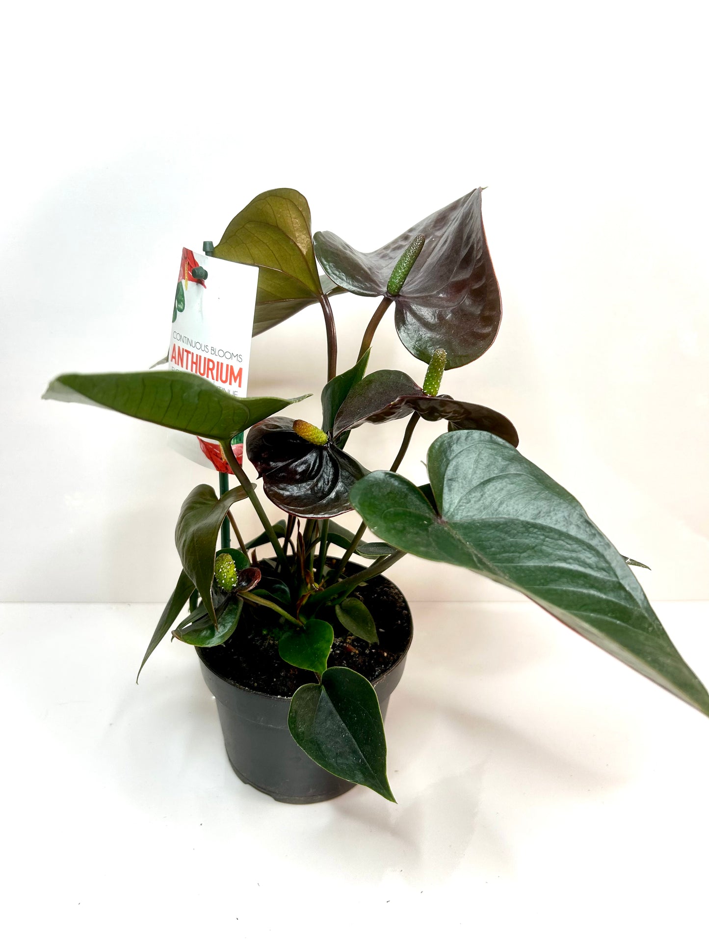 Anthurium black 5"