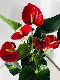 anthurium 6 Anthurium 6" – Pousse-Pousses