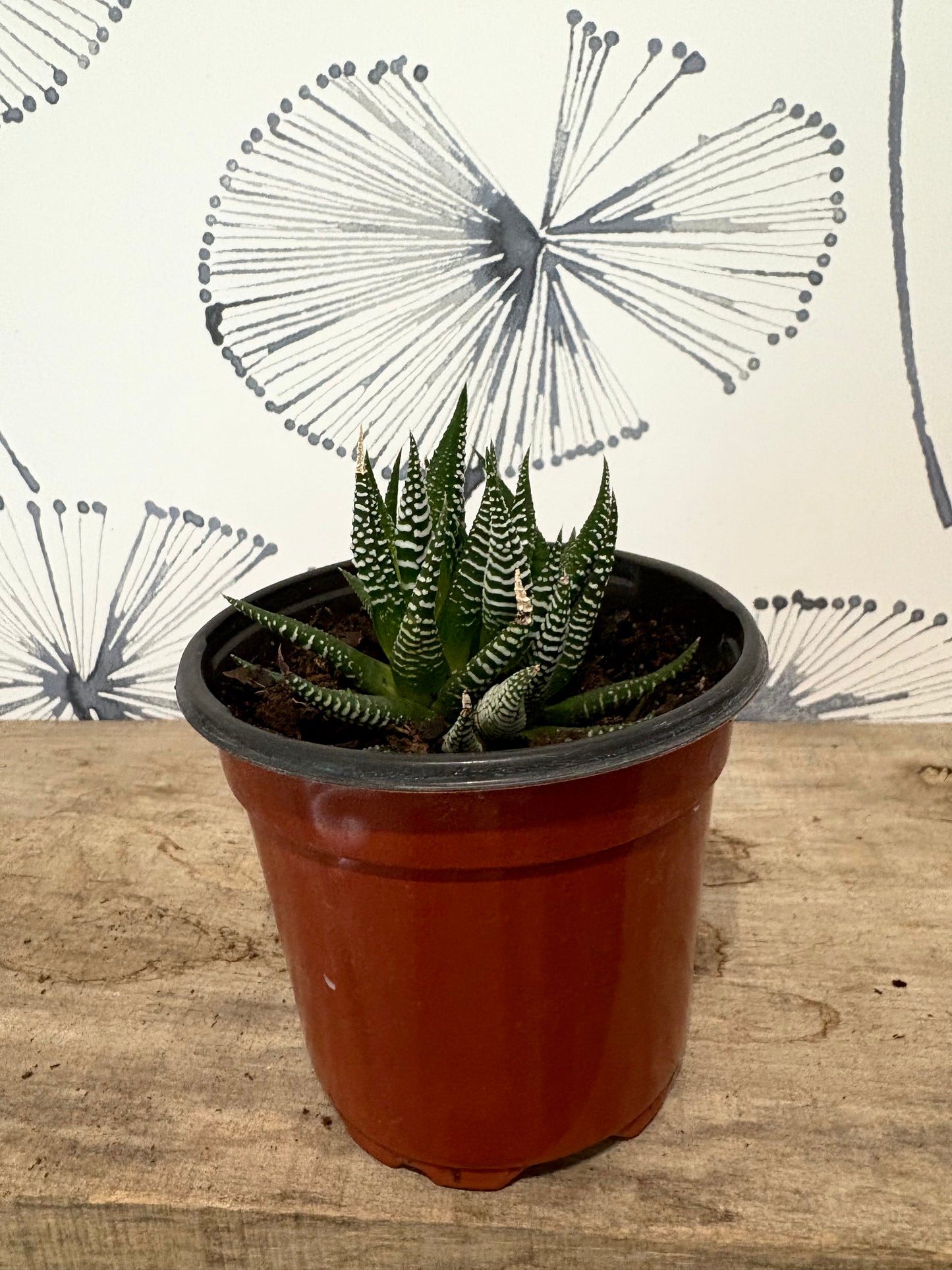Haworthia 4" ass.