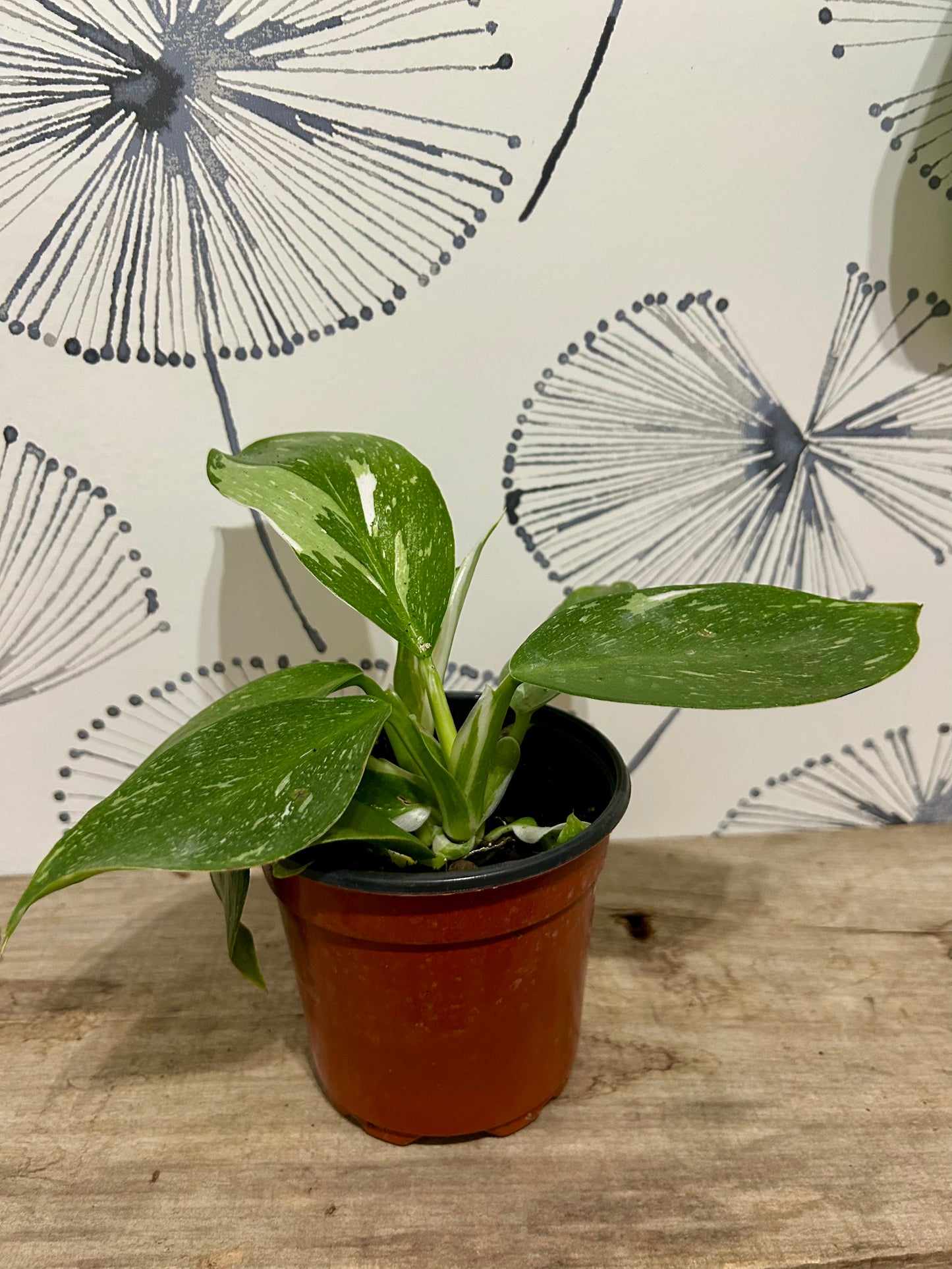 Philodendron White Princess