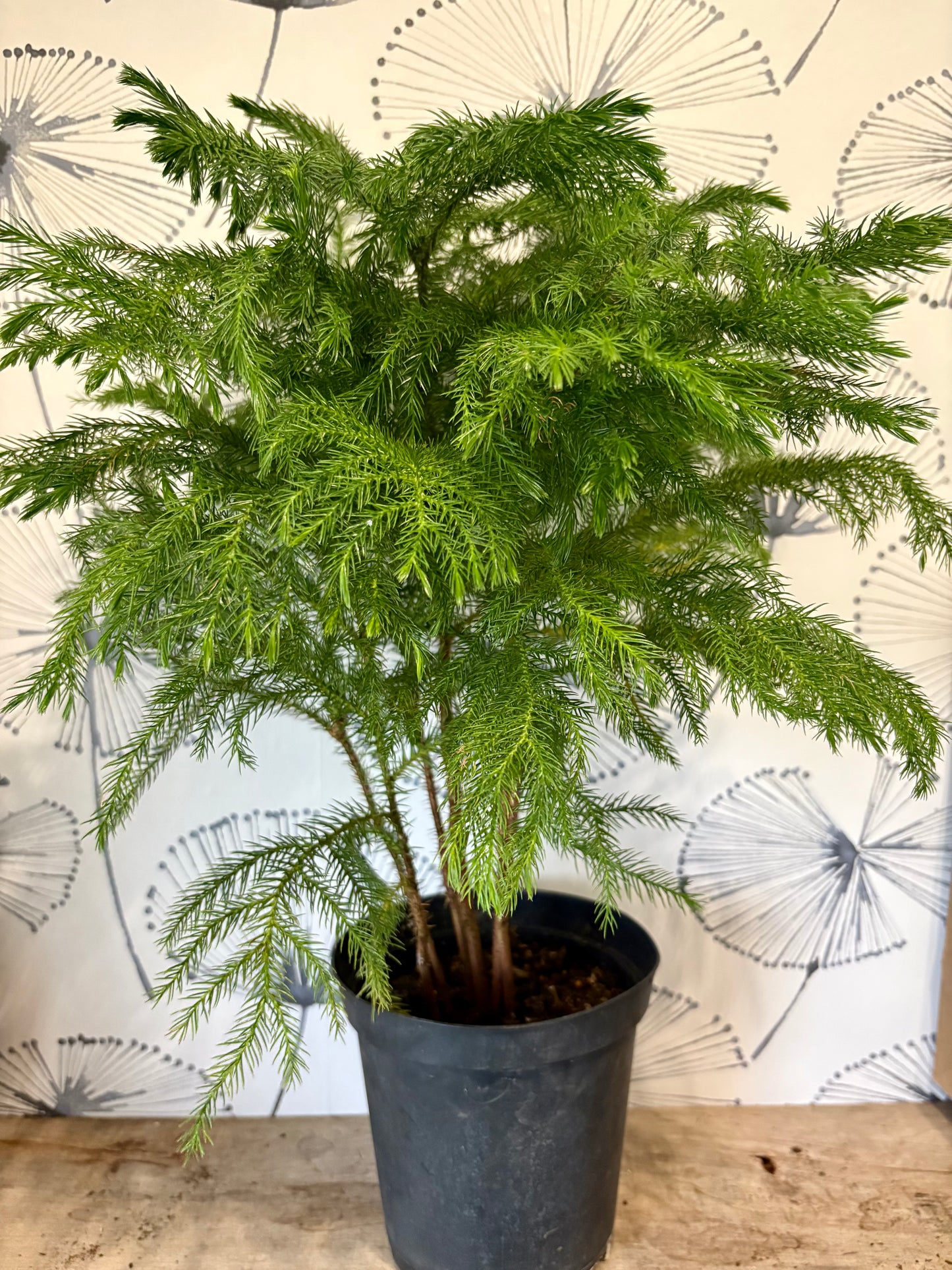 Norfolk pine