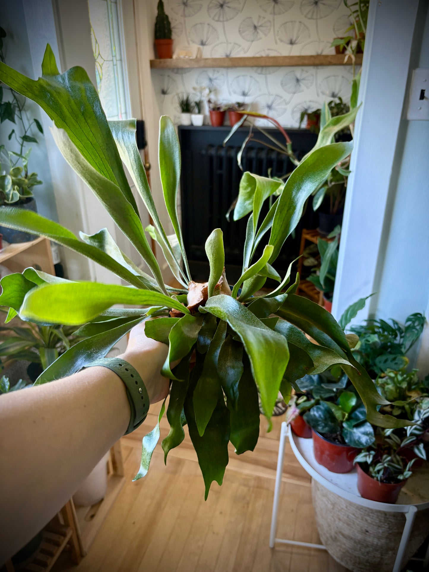 5" Fern