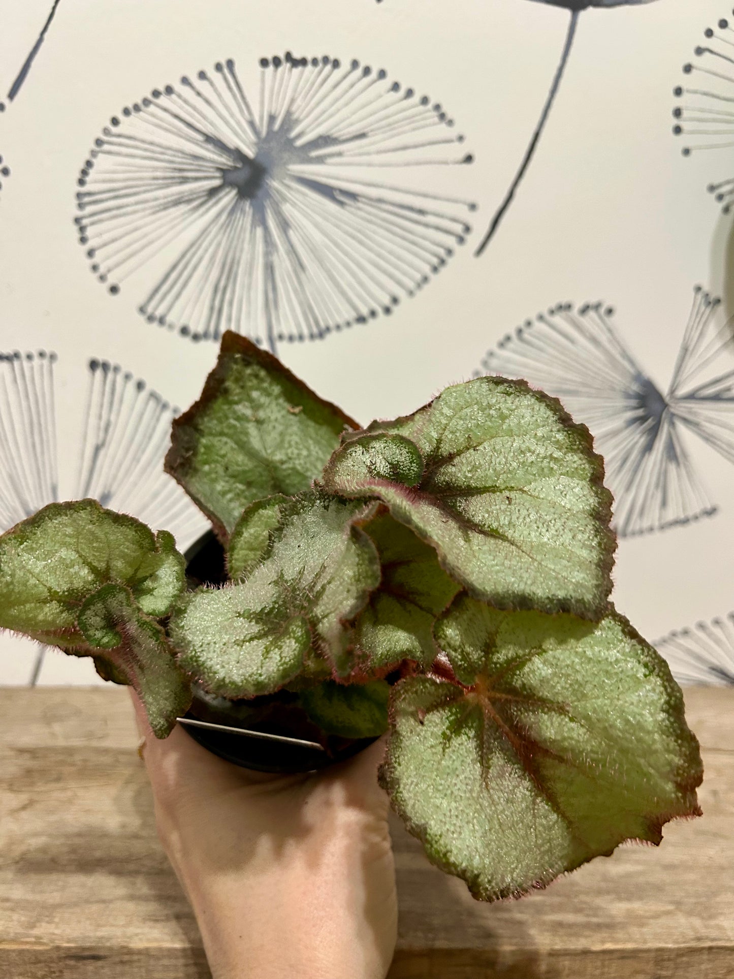 Begonia Rex 3 1/2"