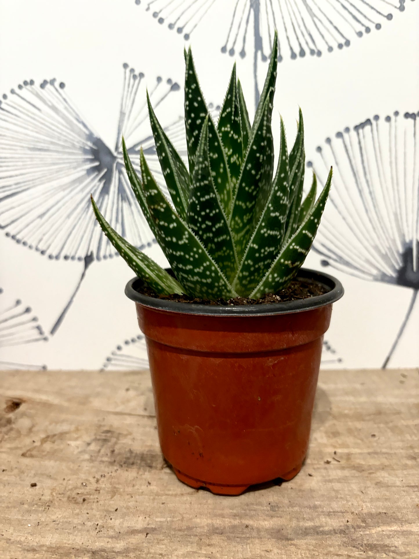 Haworthia 4" ass.