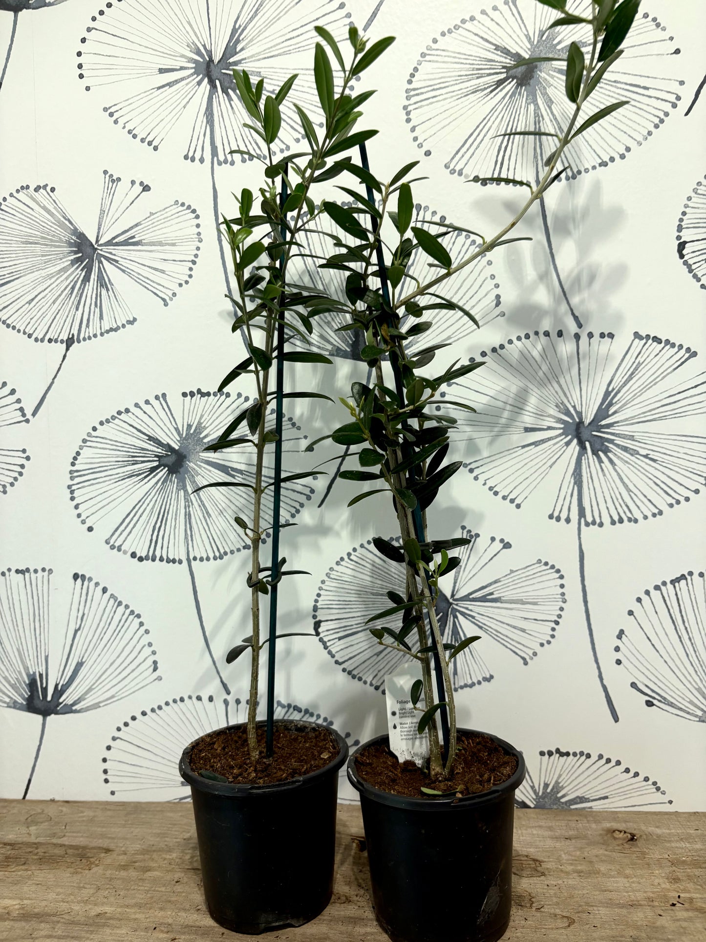 Olive tree 4"