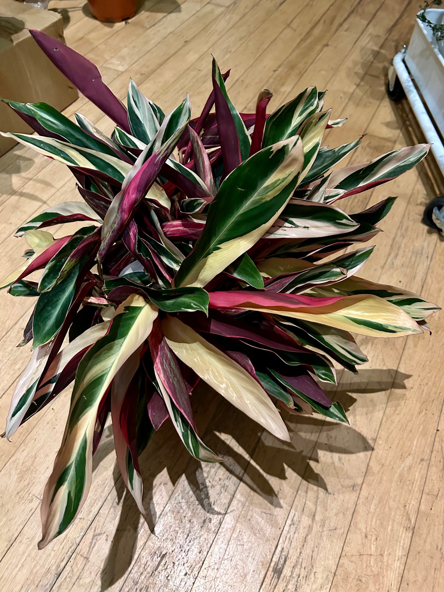Stromanthe Triostar