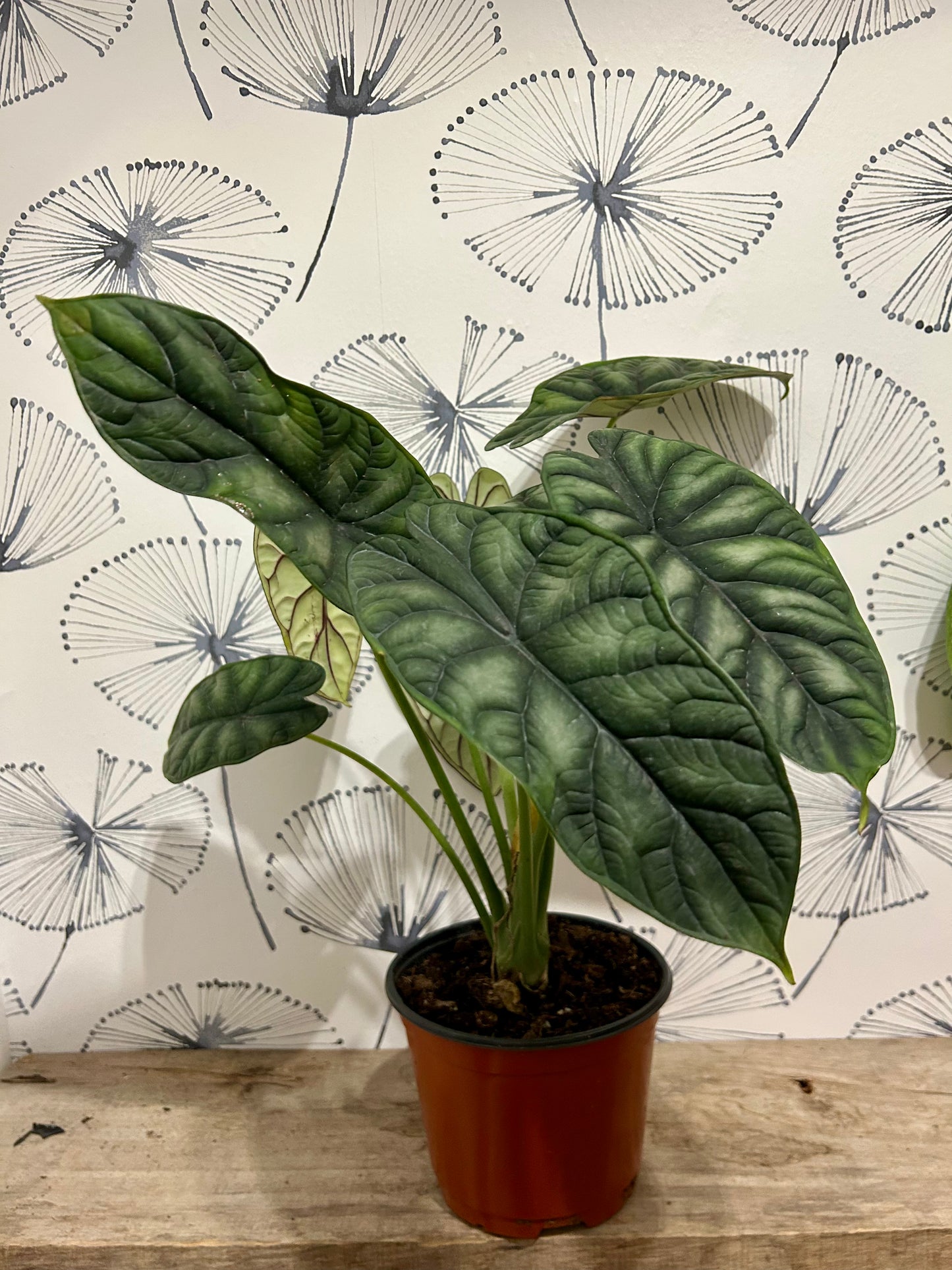 Alocasia Dragon scale 6"