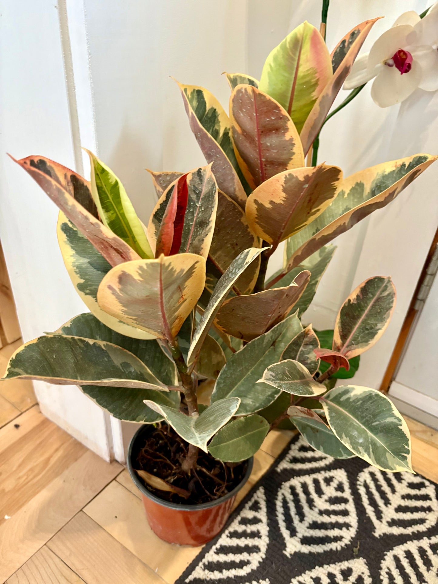 Ficus Tineke