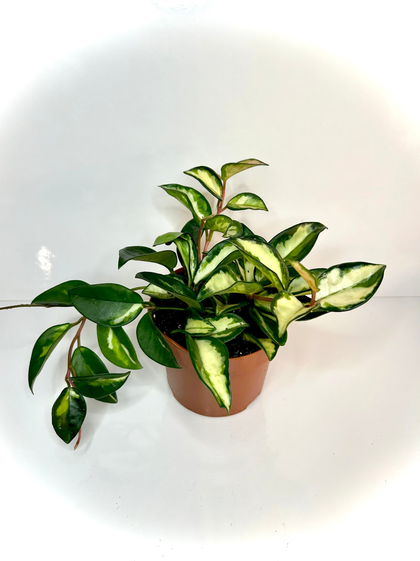 Hoya carnosa crimson princess «tricolore » 5"