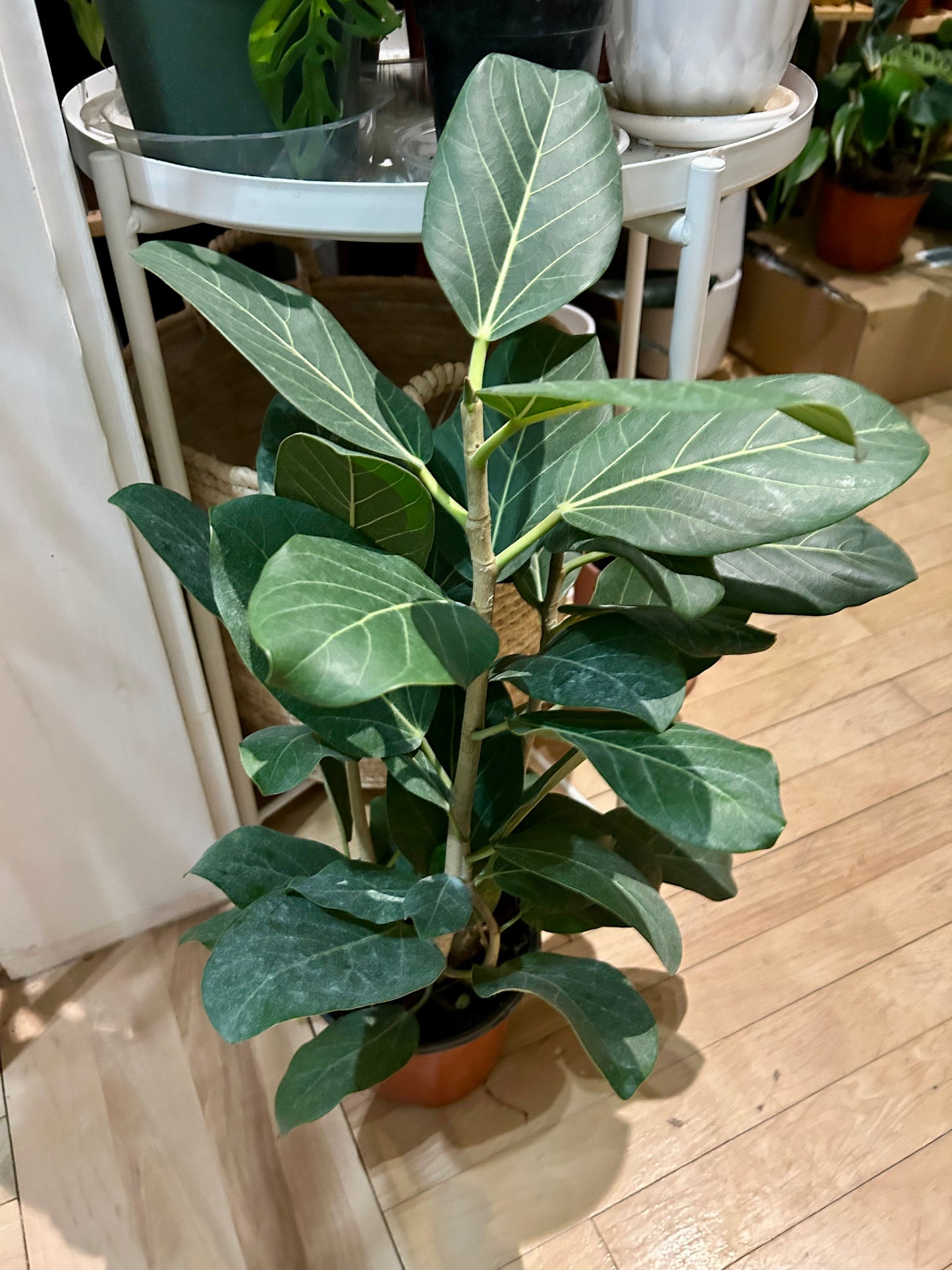 Ficus Audrey 6”