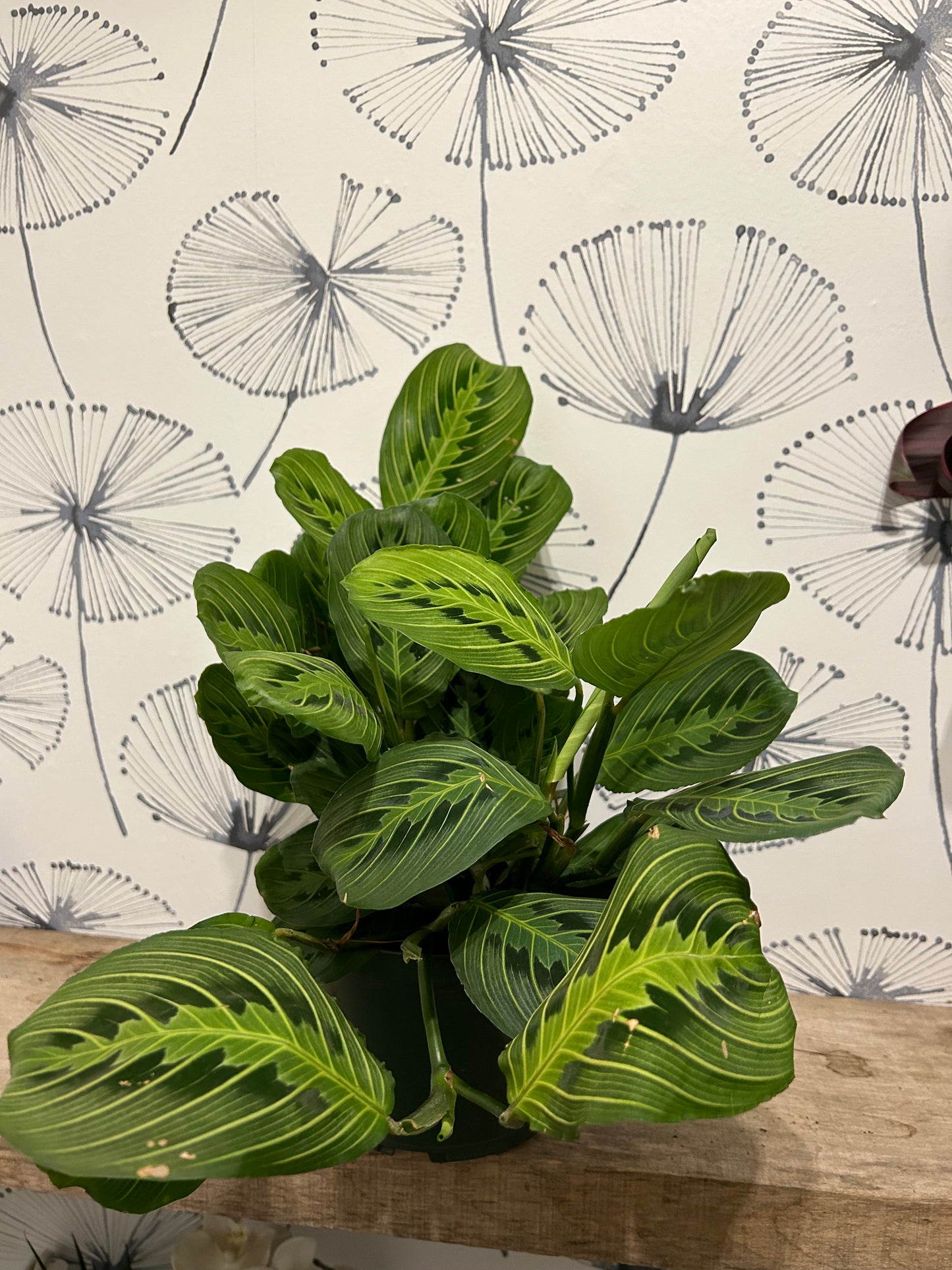 Marantha « Lemon lime »