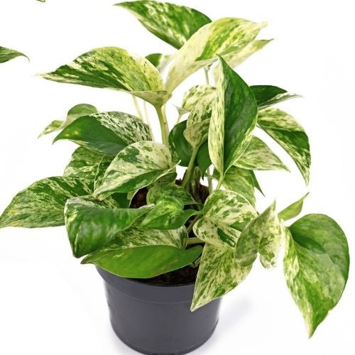 Pothos Marble Queen