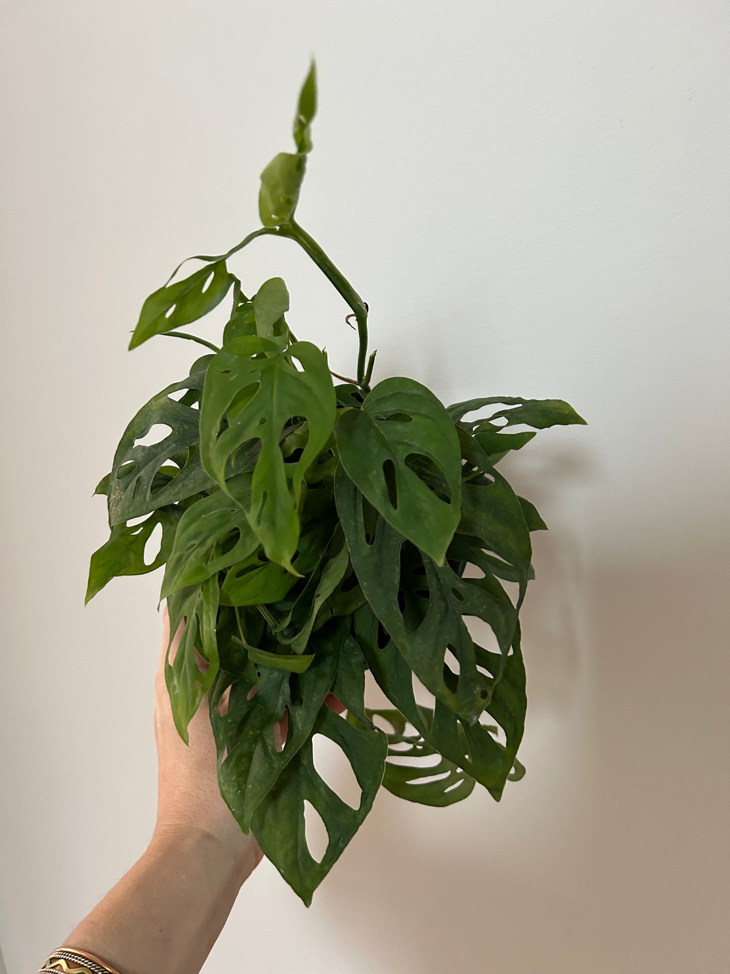 Monstera Adansonii