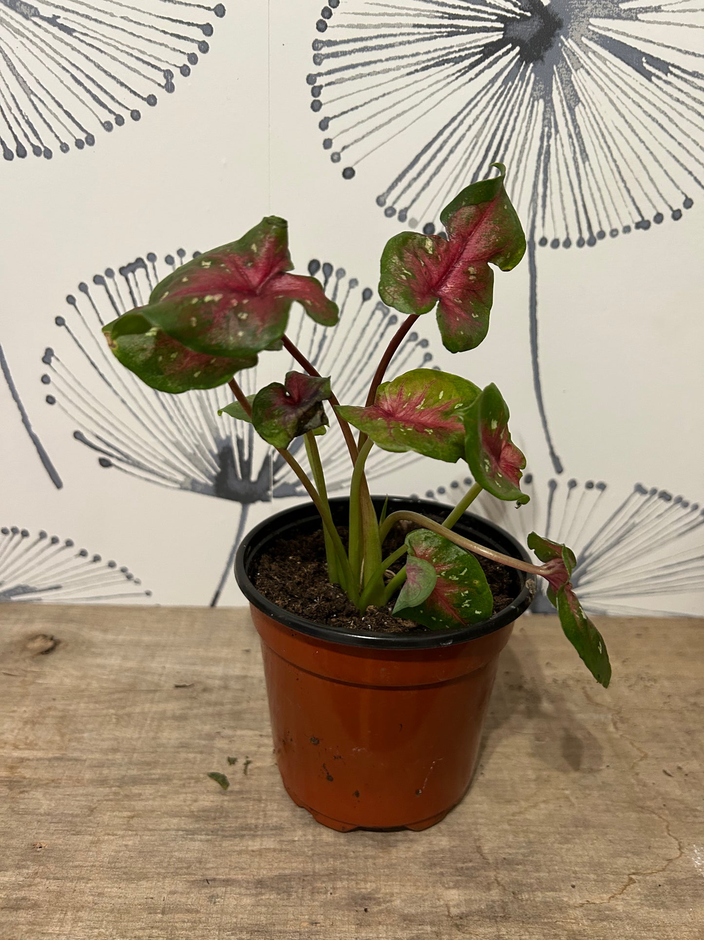 Caladium 4"