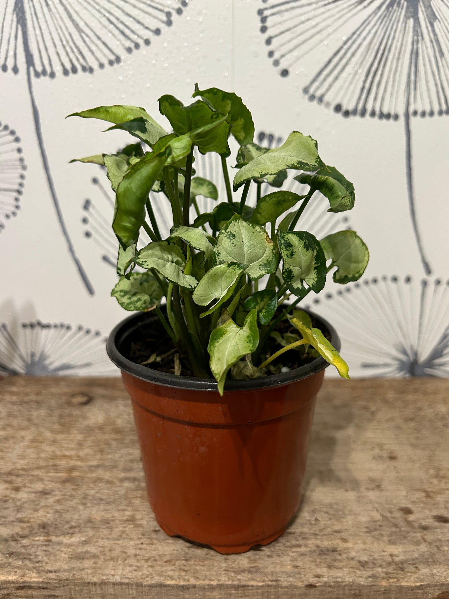 Syngonium podophyllum 4"