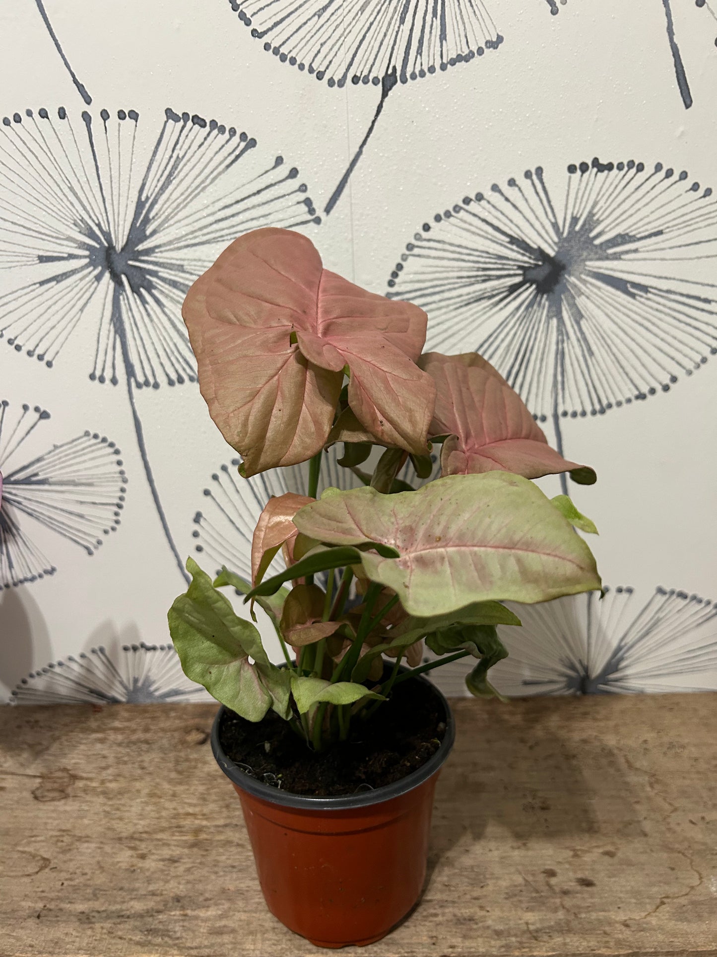 Syngonium podophyllum 4"