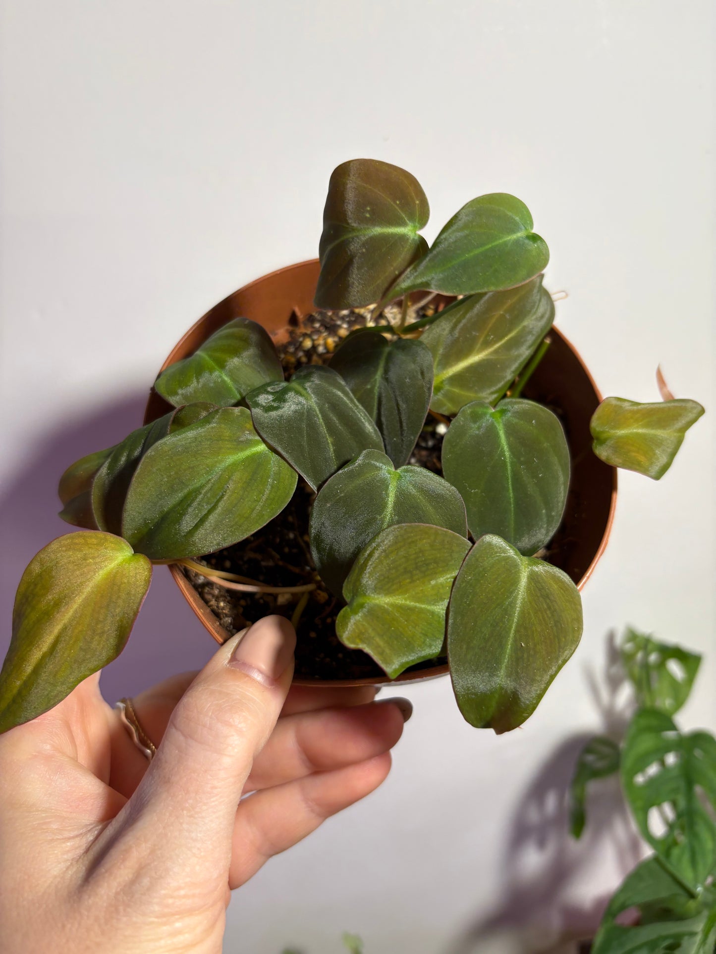 Philodendron Micans