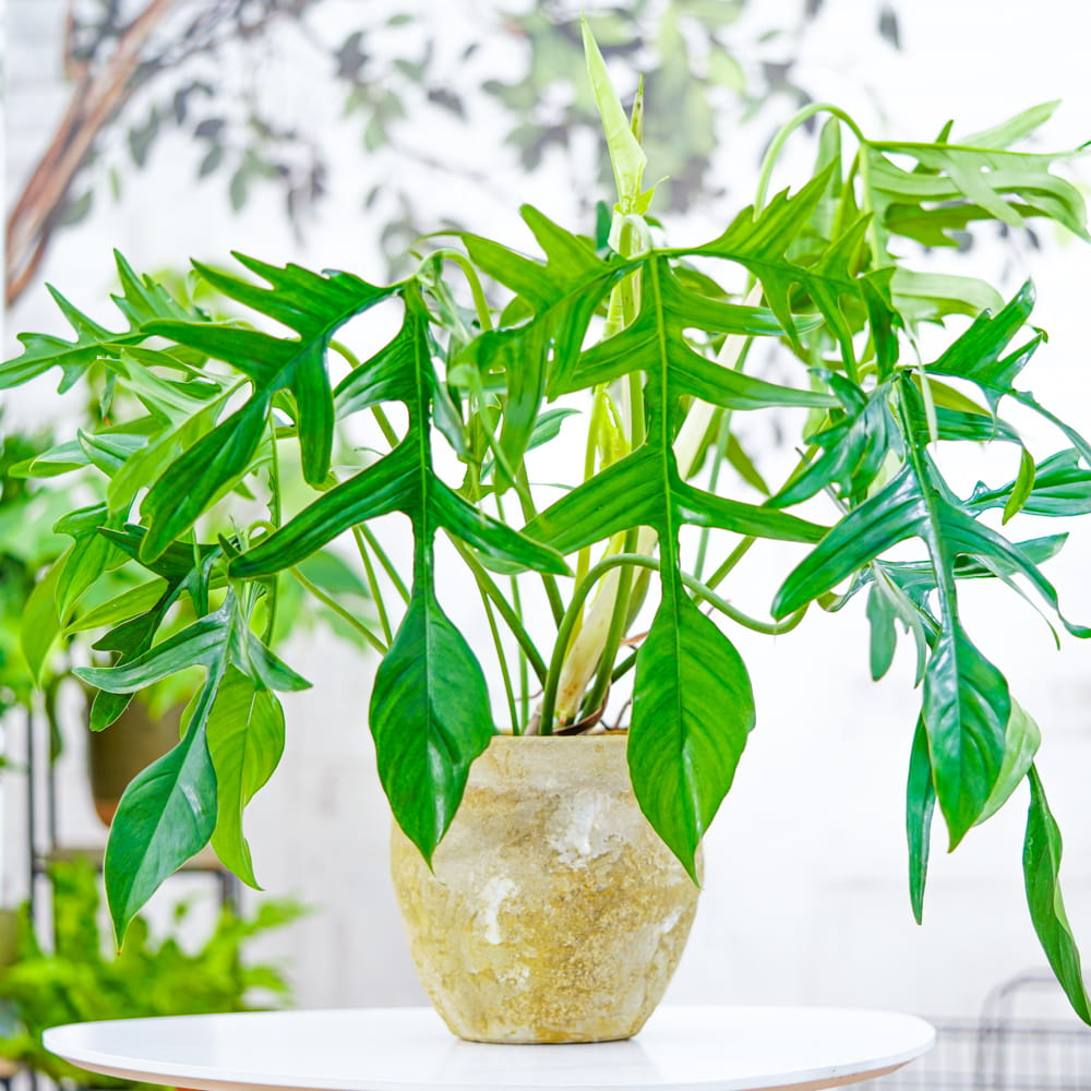 Philodendron Pedatum «Glad Hands» 6"