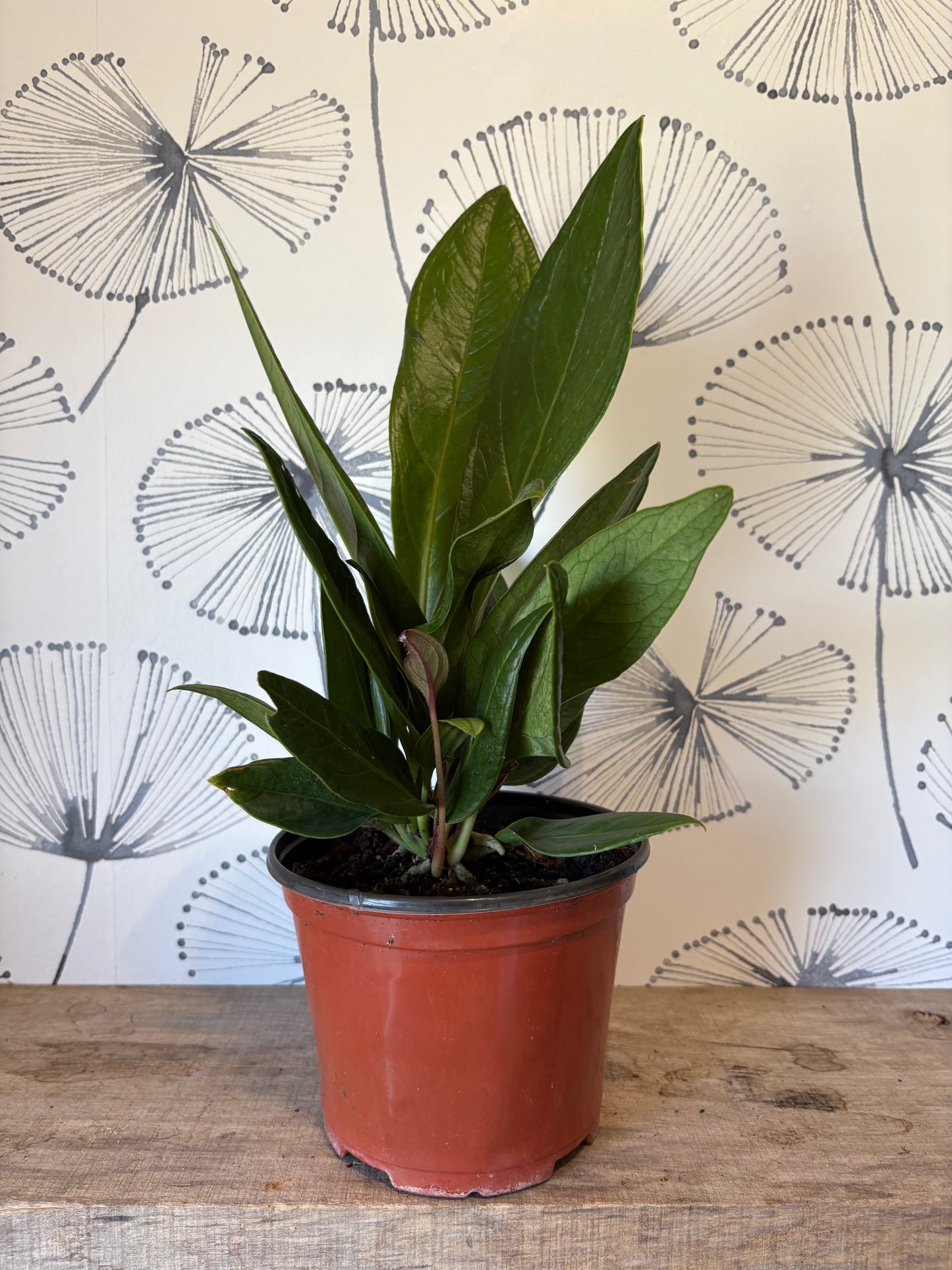 Anthurium « Cobra » (bonplandii ssp. Guayanum)