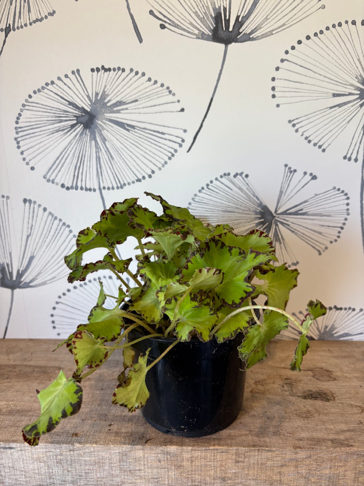 Begonia Rex 5"