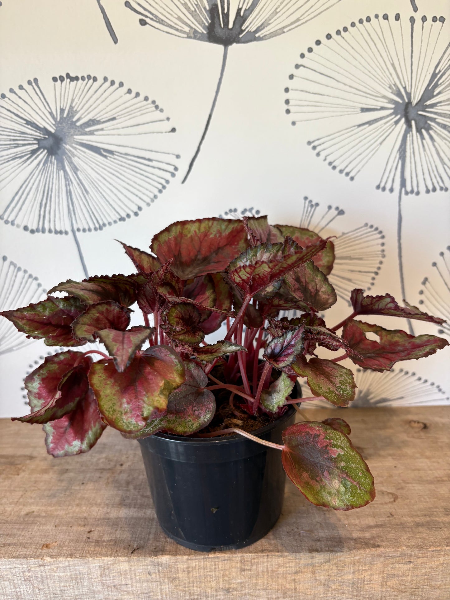 Begonia Rex 5"
