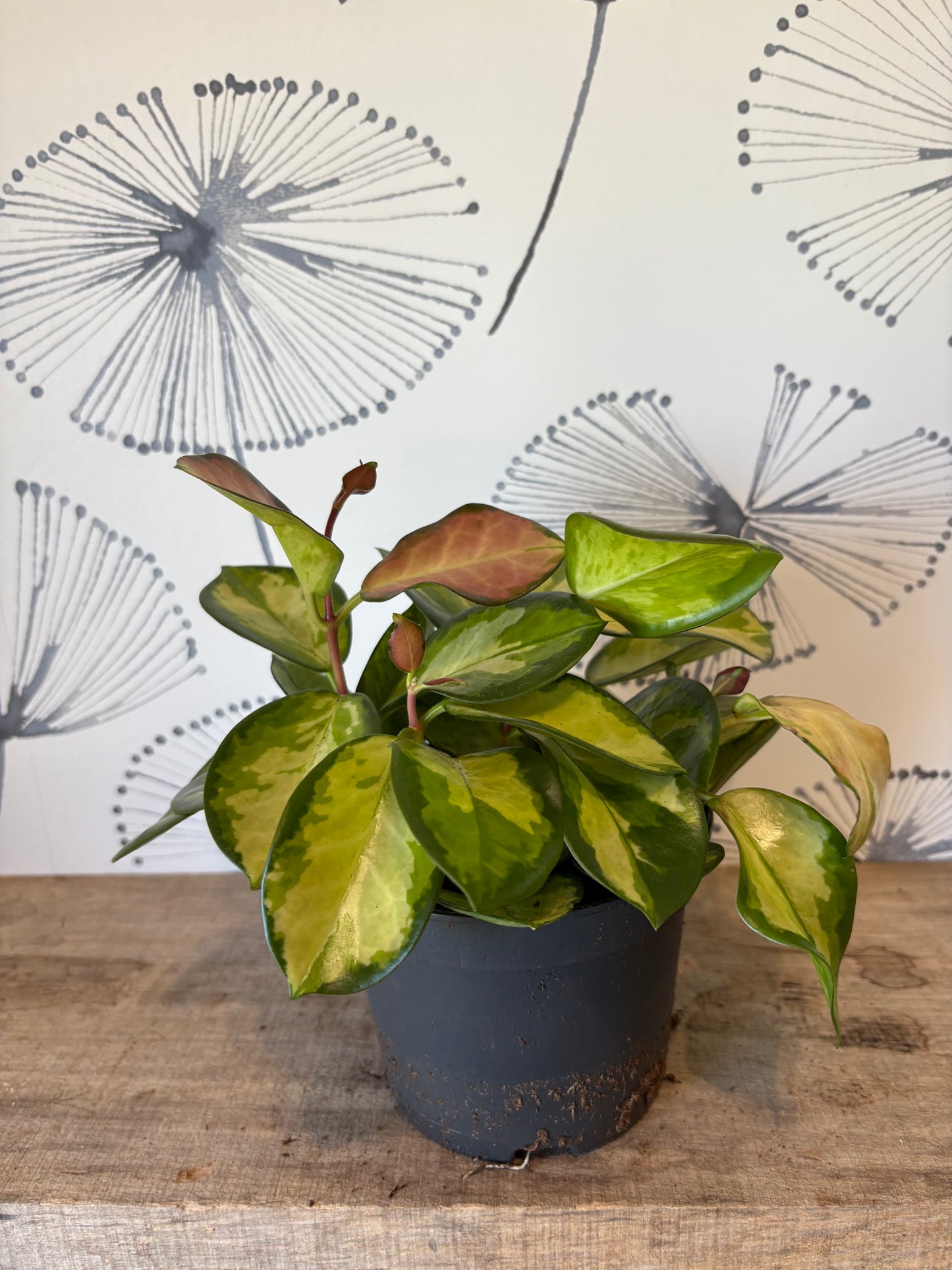 Hoya 5"