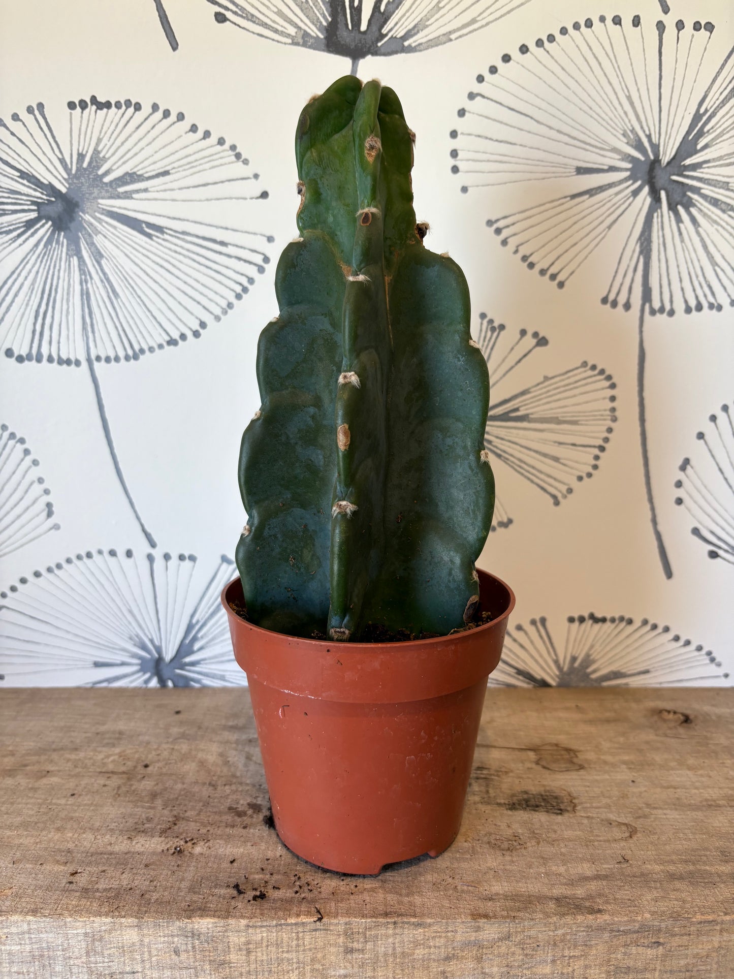 Jamacaru 5" cactus