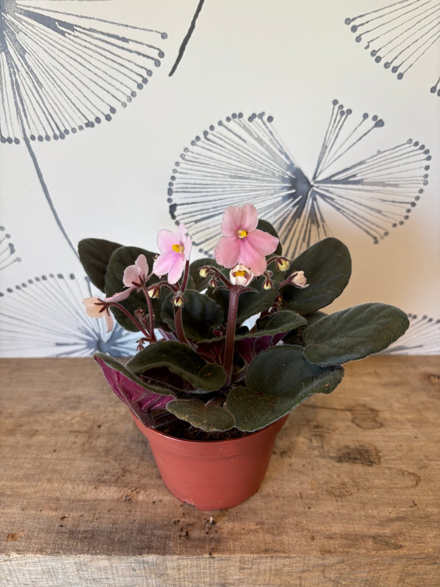 African Violet 4"