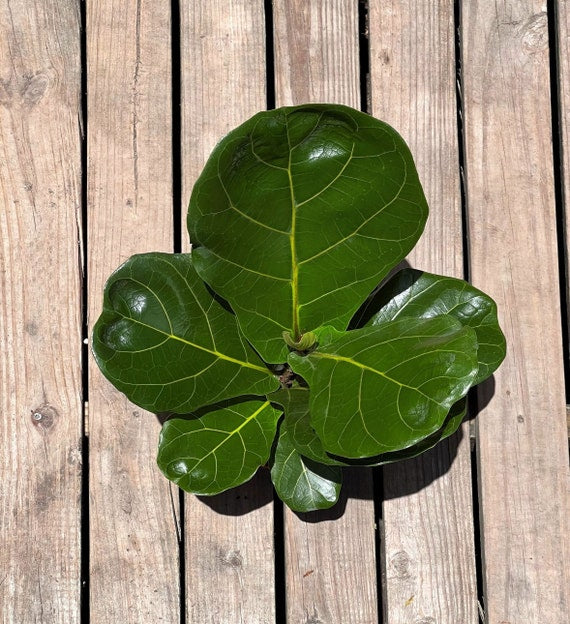 Ficus Lyrata 6"