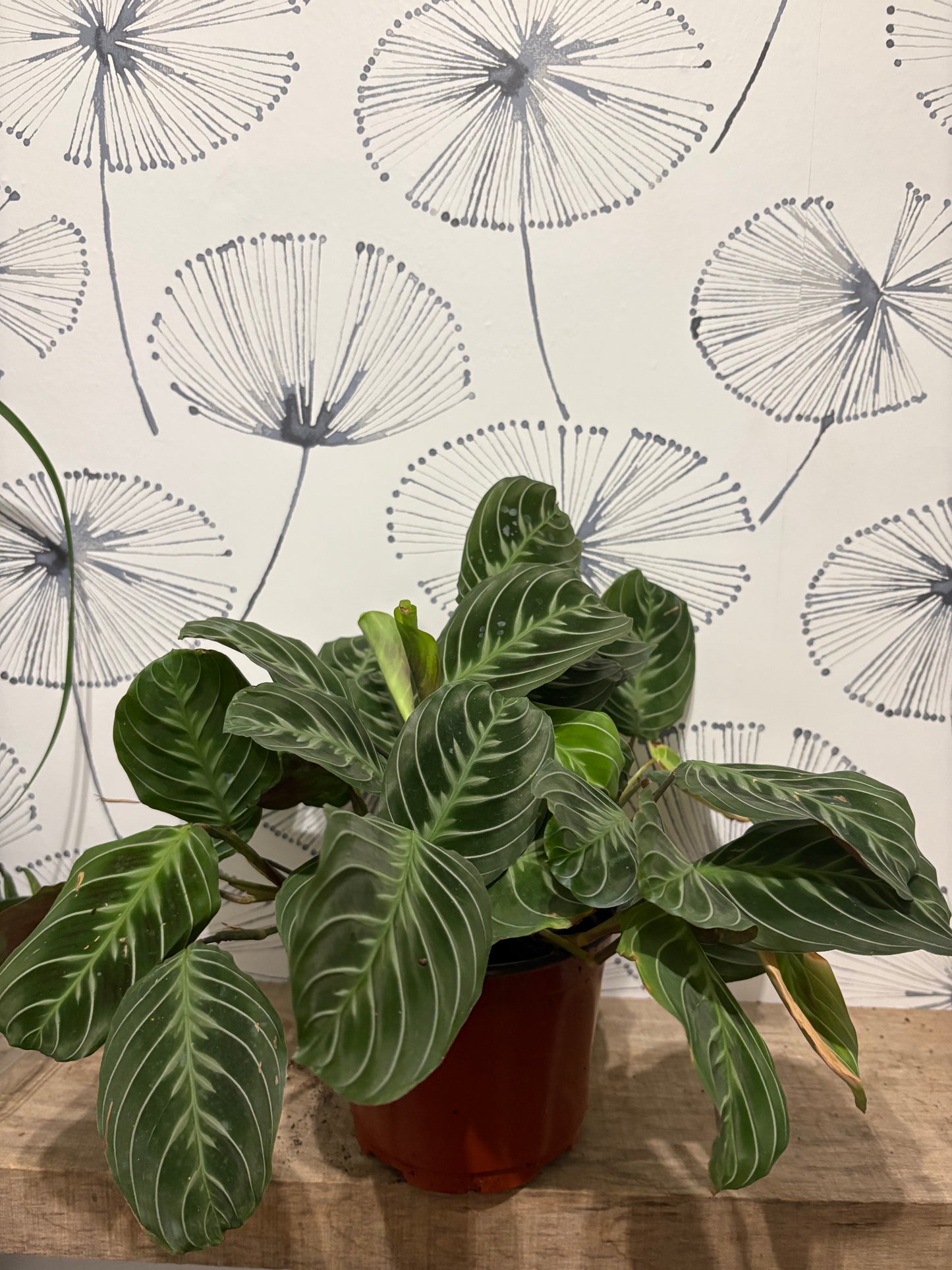 Maranta “black” 6"