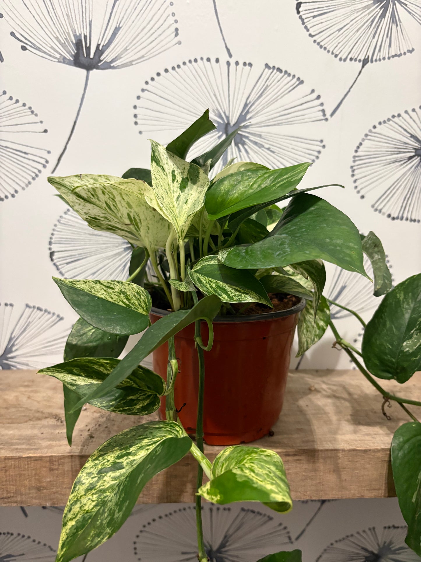 Pothos Marble Queen 6"