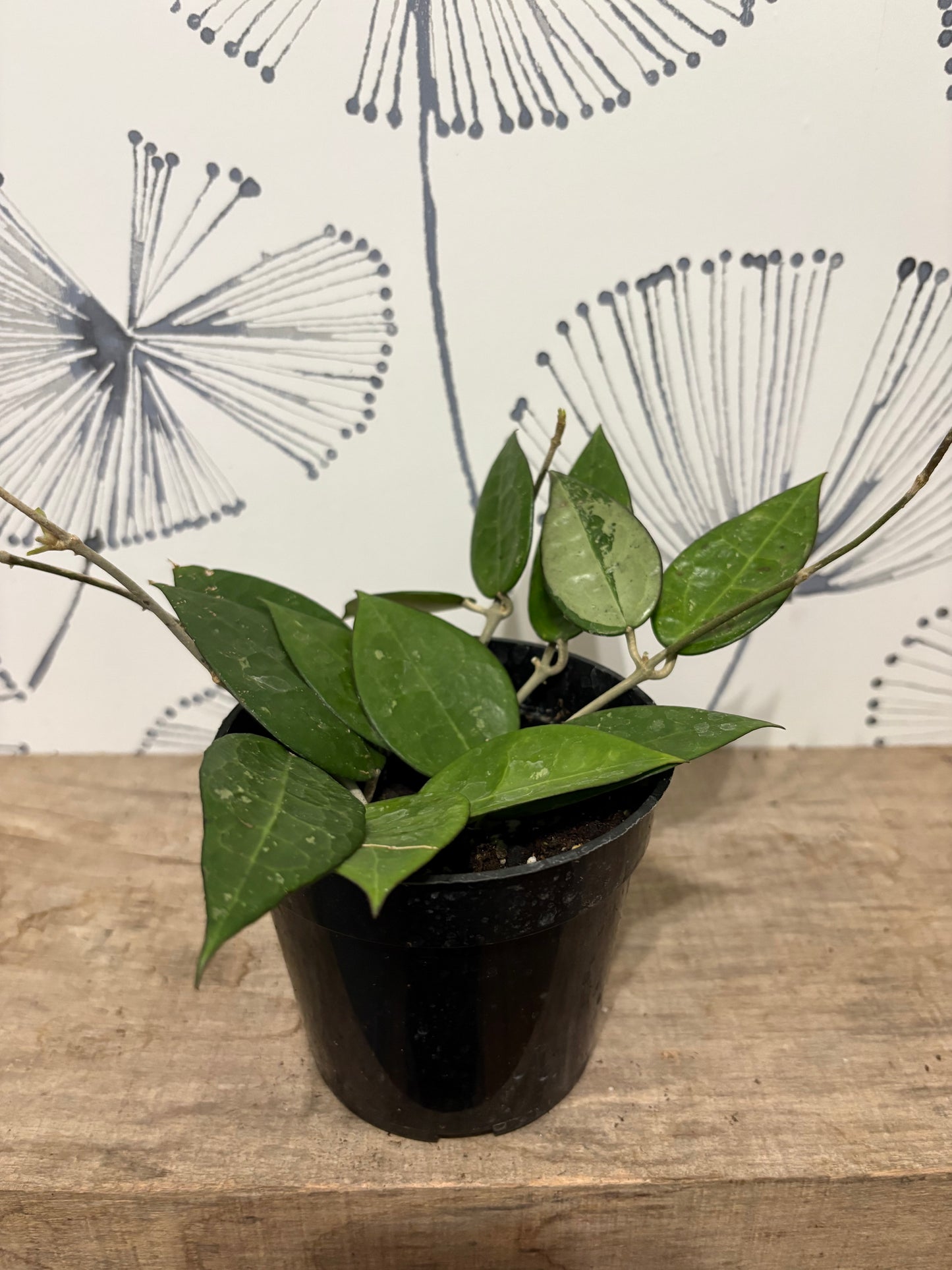Hoya 4"