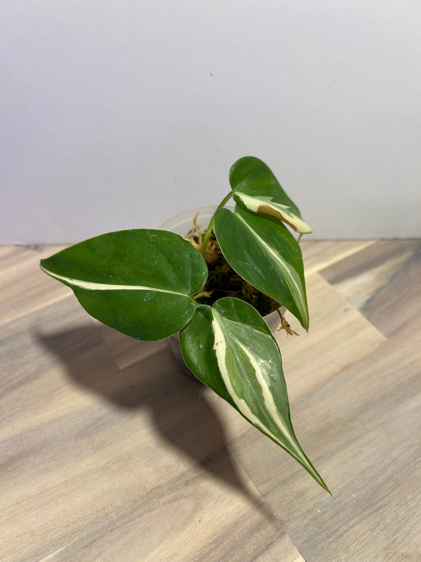 Philodendron Rio