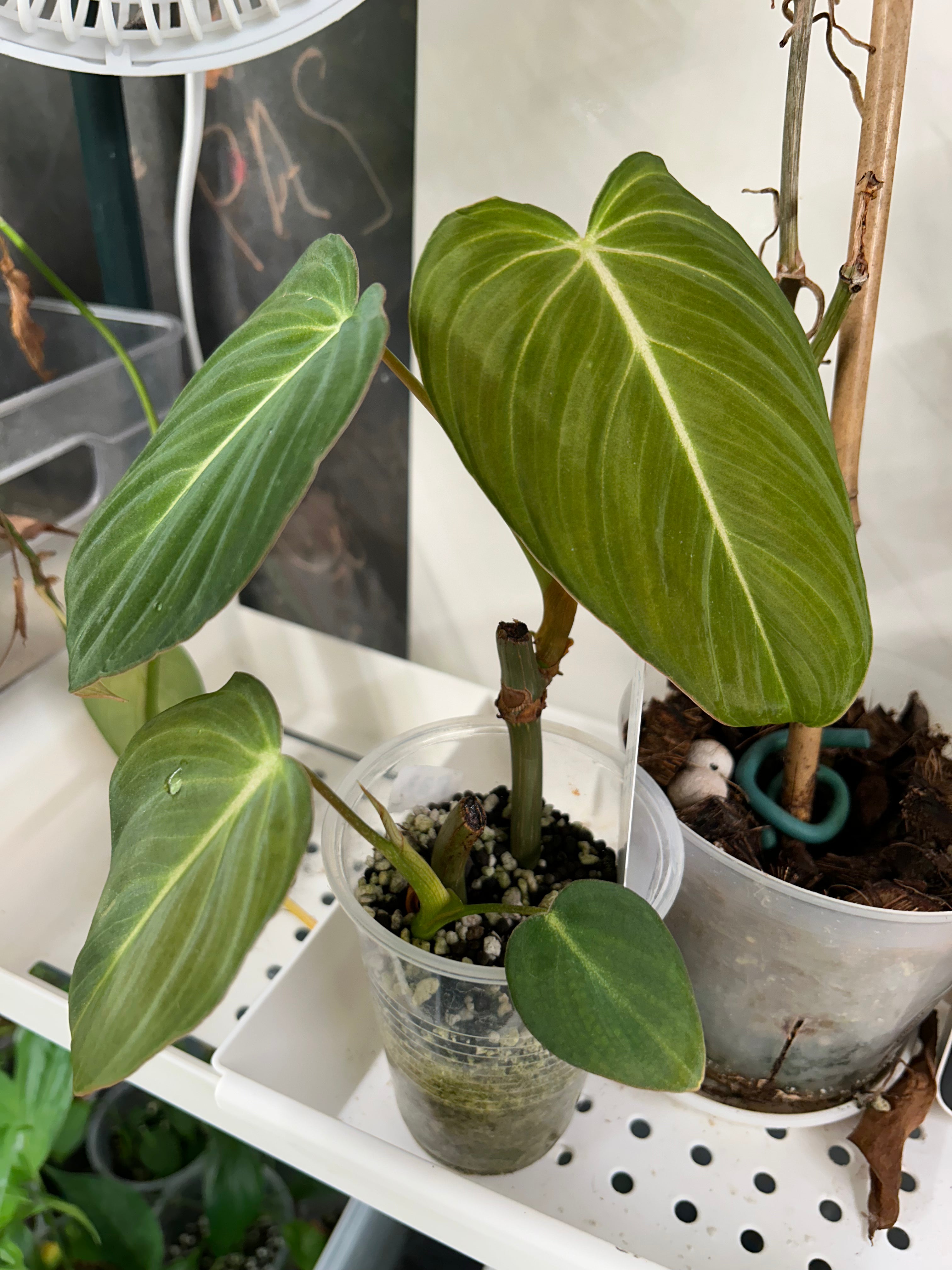 philodendron splendid vs glorious Philodendron Splendid – Pousse-Pousses
