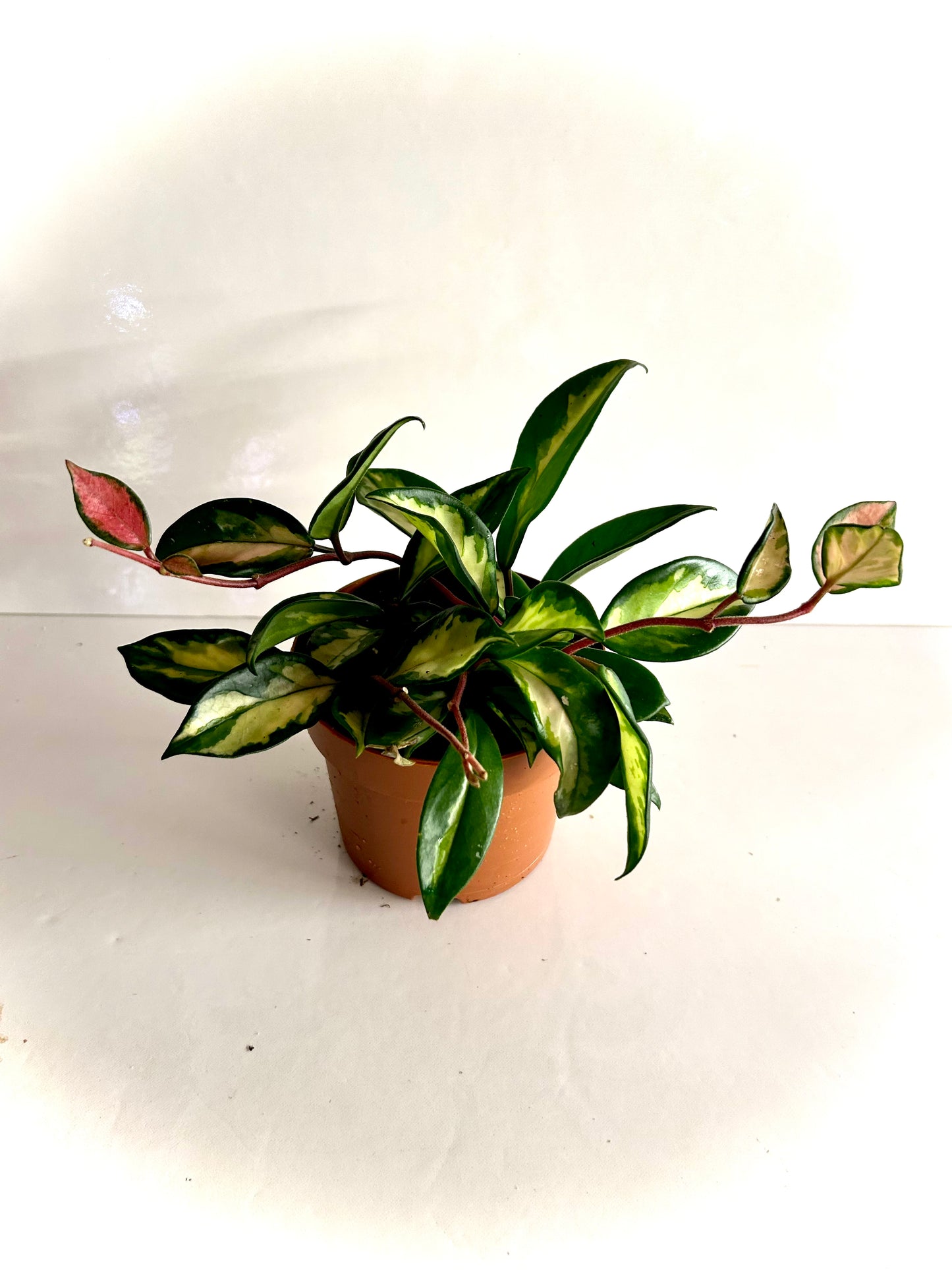 Hoya carnosa crimson princess «tricolore » 5"