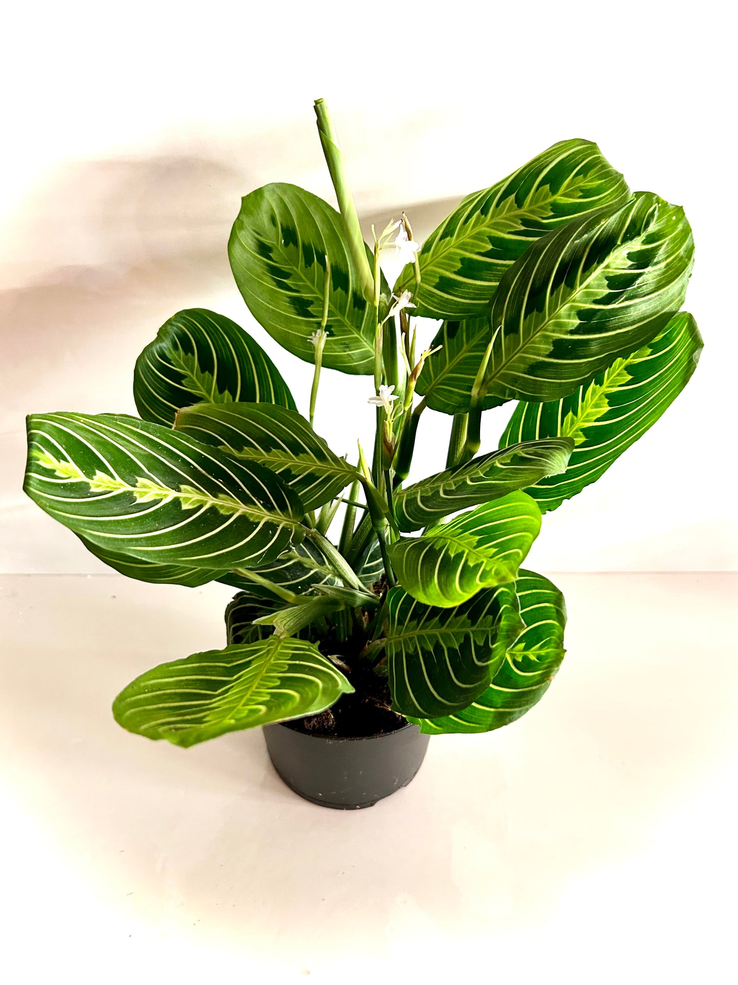 Marantha « Lemon lime »