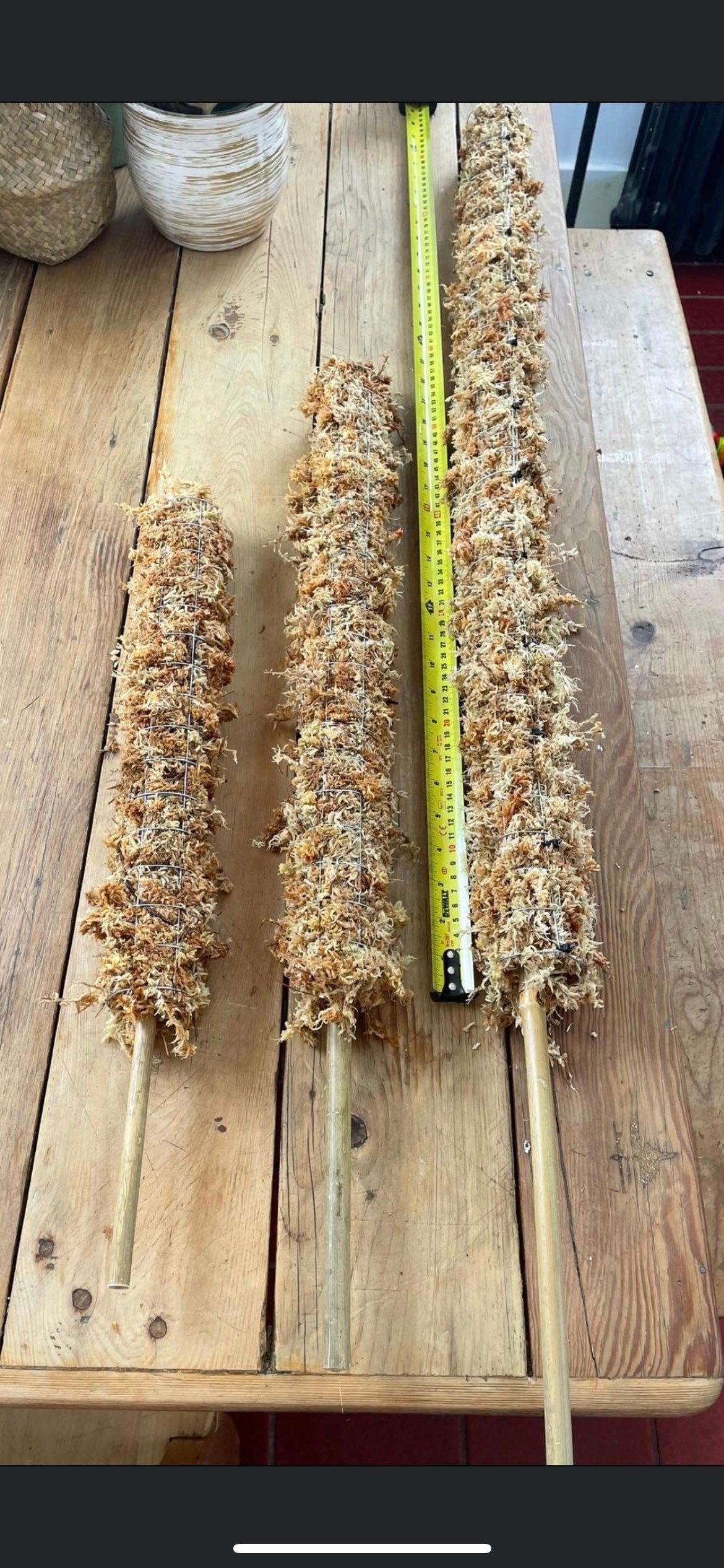 moss pole materials Sphagnum moss pole – Pousse-Pousses