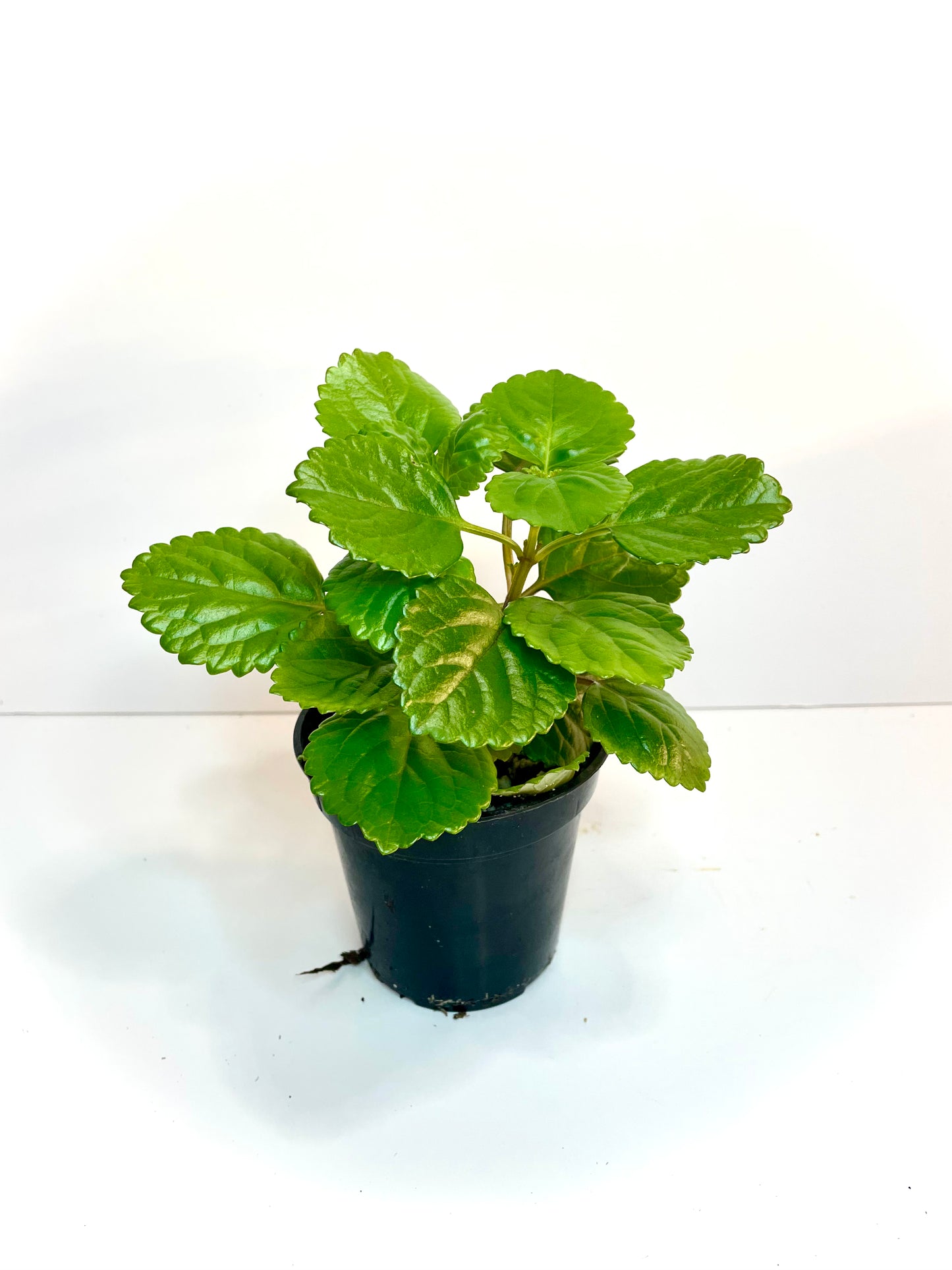 « Lierre » Suédois (Plectranthus verticillatus)