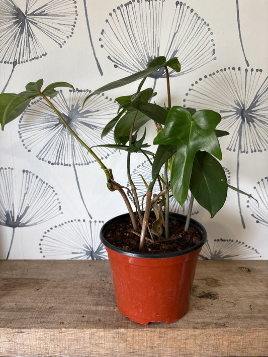 Philodendron Pedatum «Glad Hands» 6"