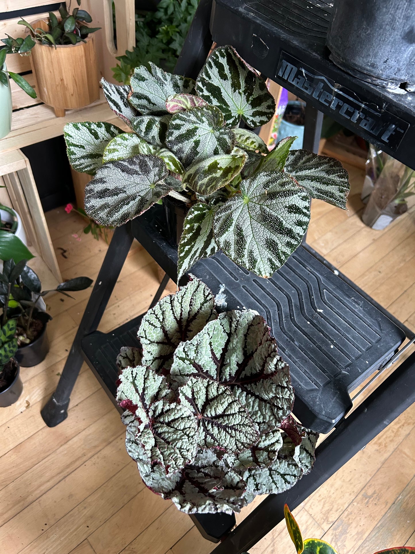 Begonia Rex 5"