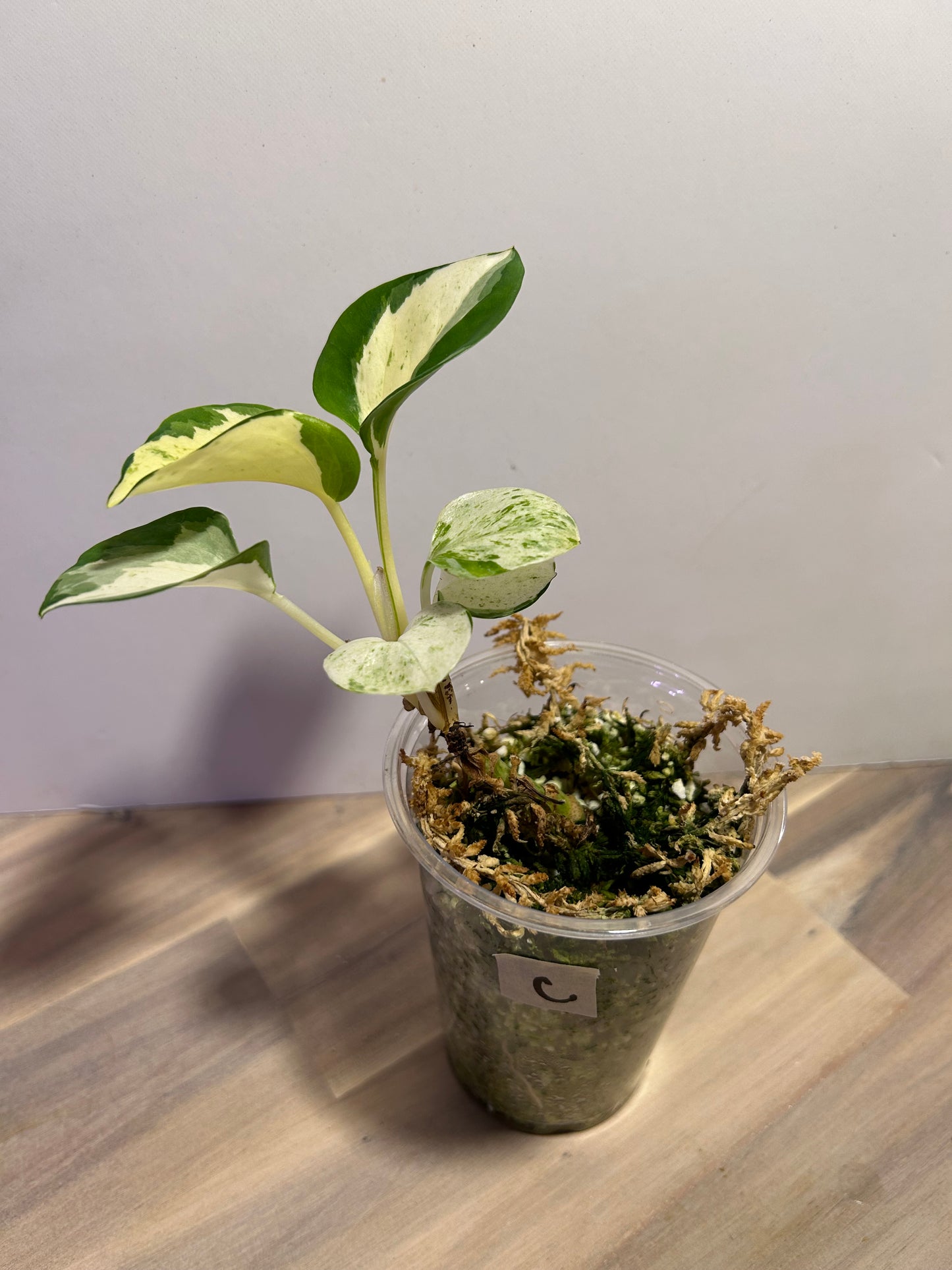 Manjula Pothos