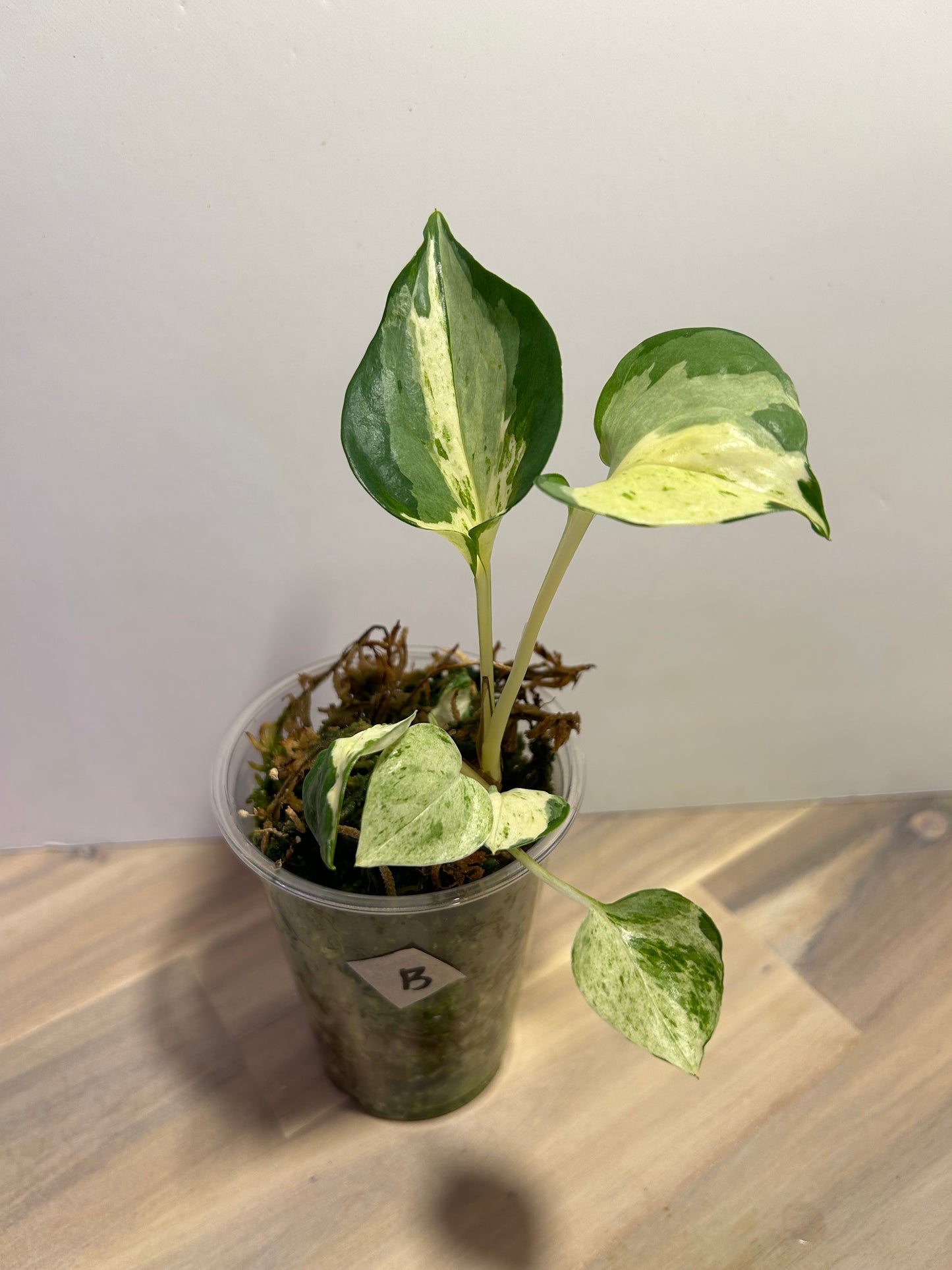 Manjula Pothos