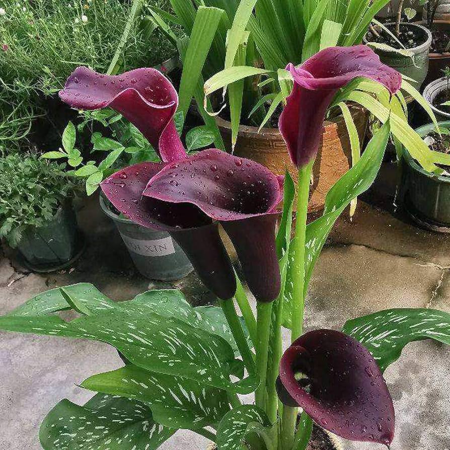 Calla 4" couleurs assorties (pré commande)