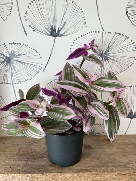 Tradescantia « Nanouk »