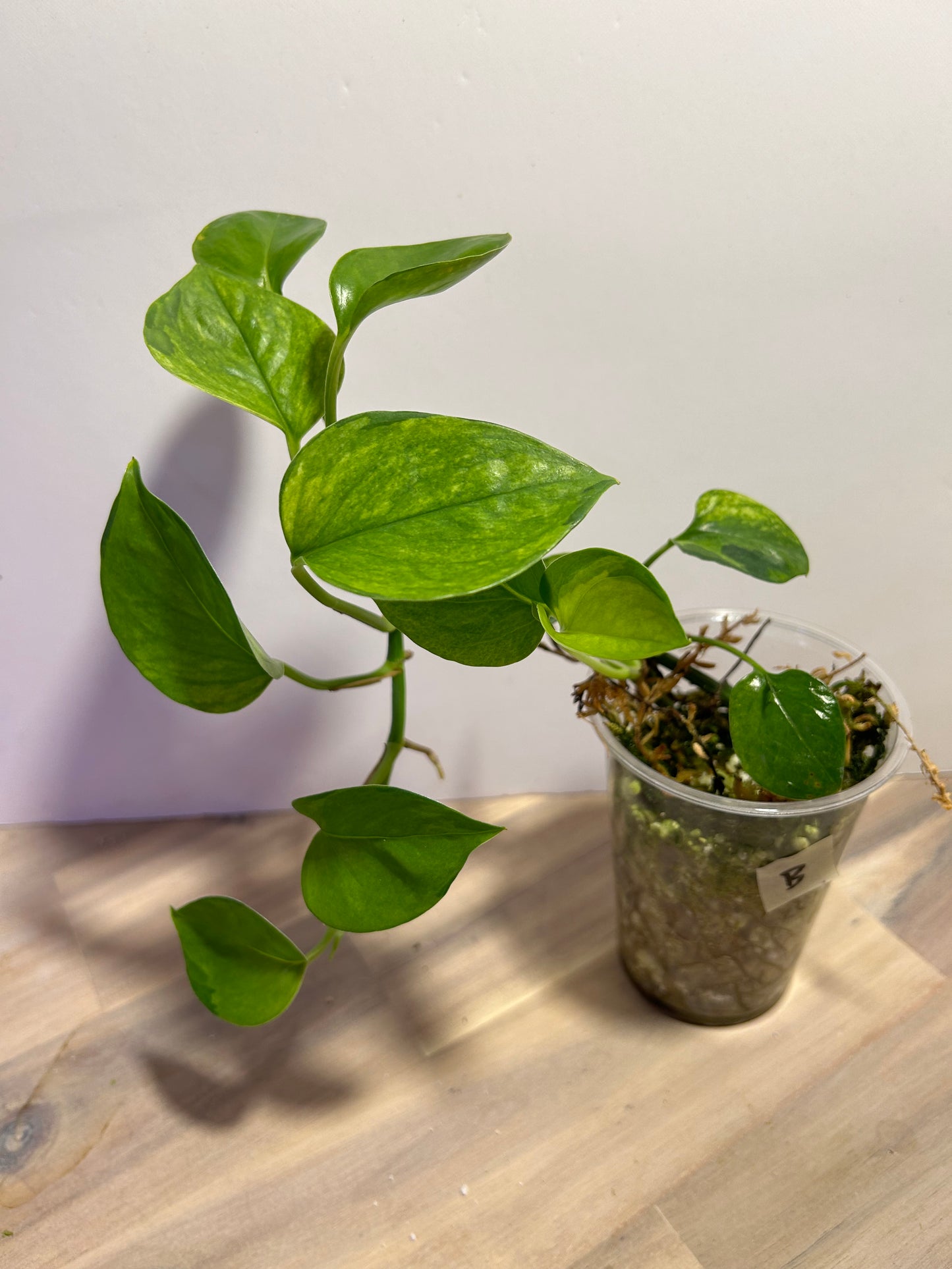 Pothos Manjula Aurea