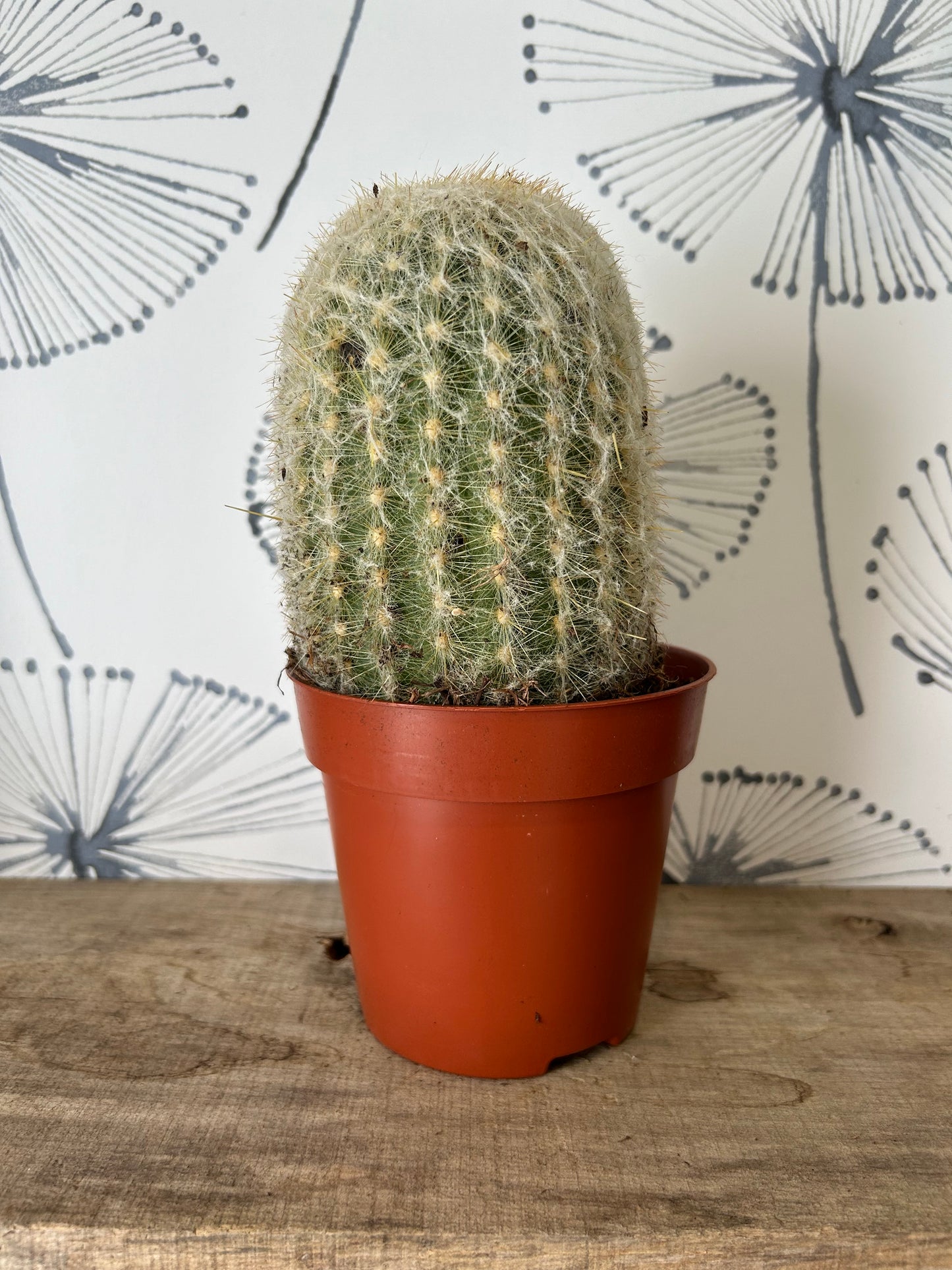 Cactus 5"