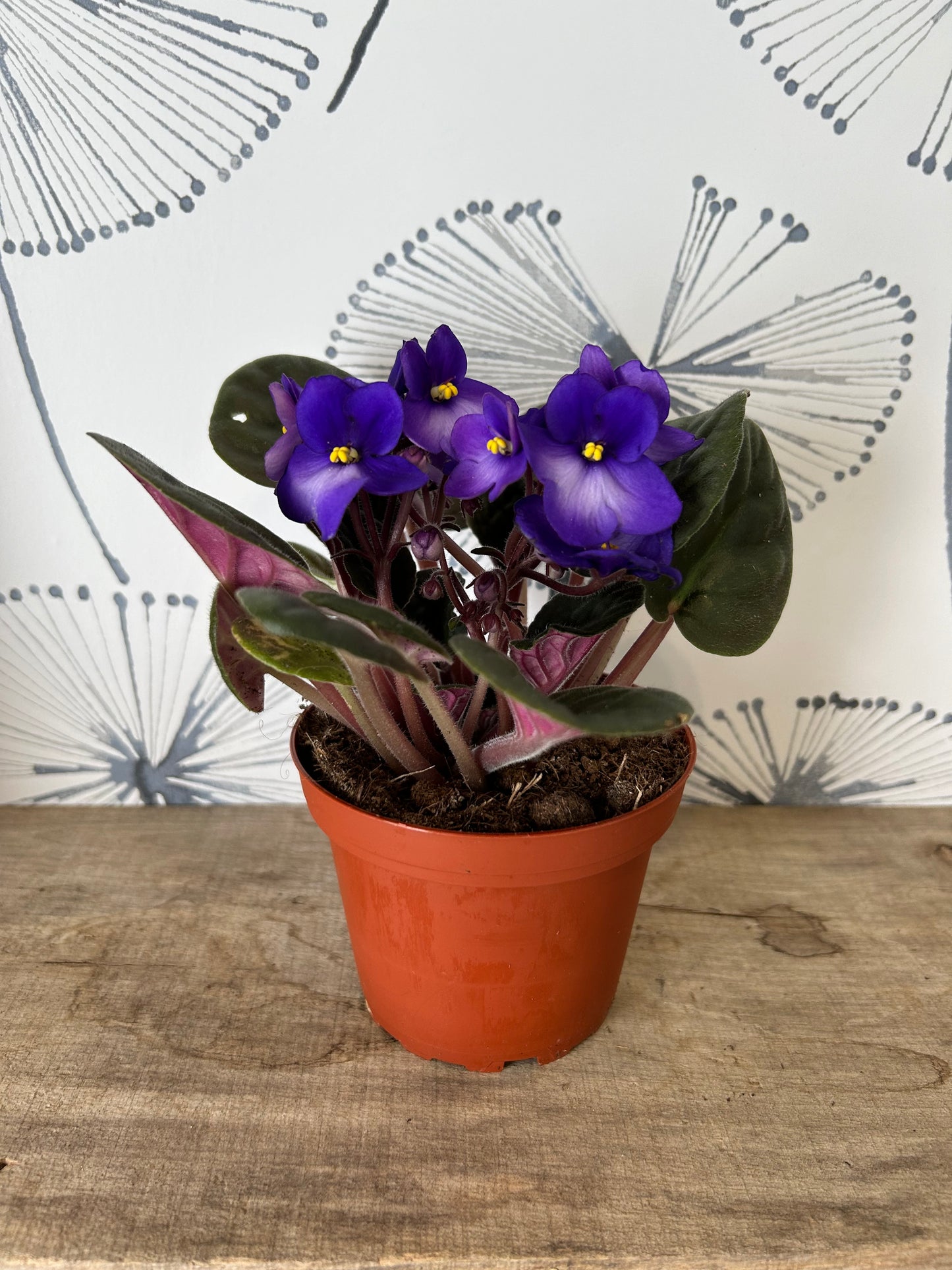 African Violet 4"