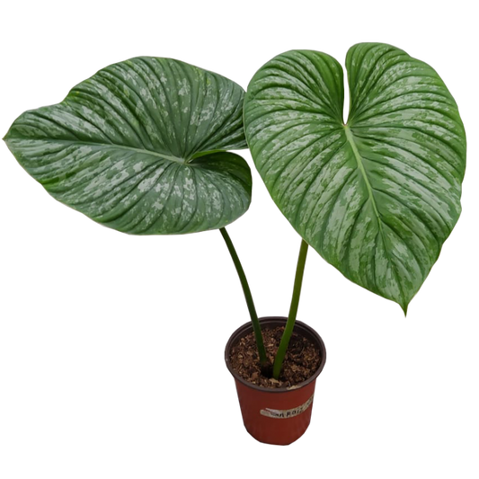 Philodendron Pastazanum Silver 4"