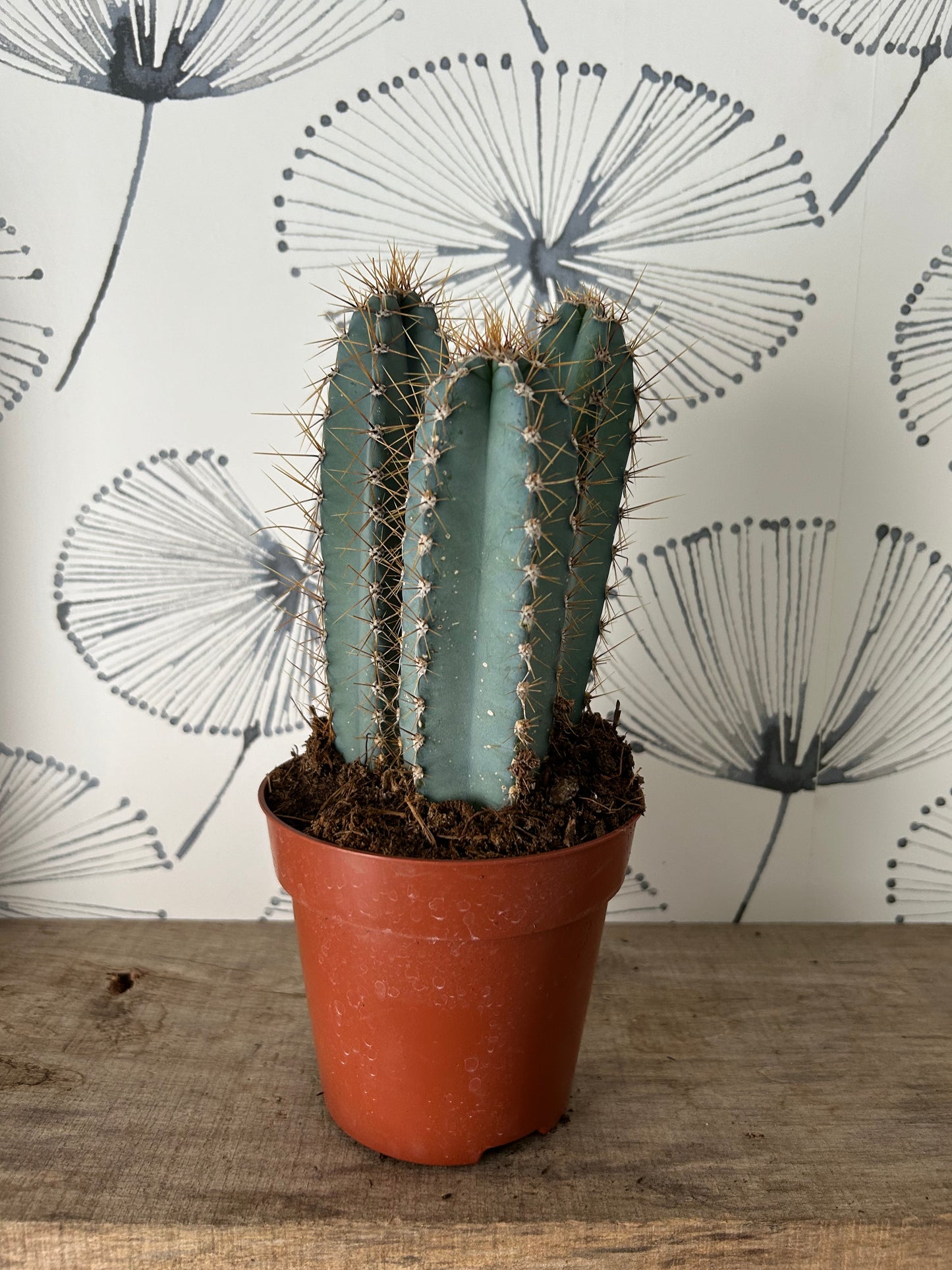 Cactus 5"